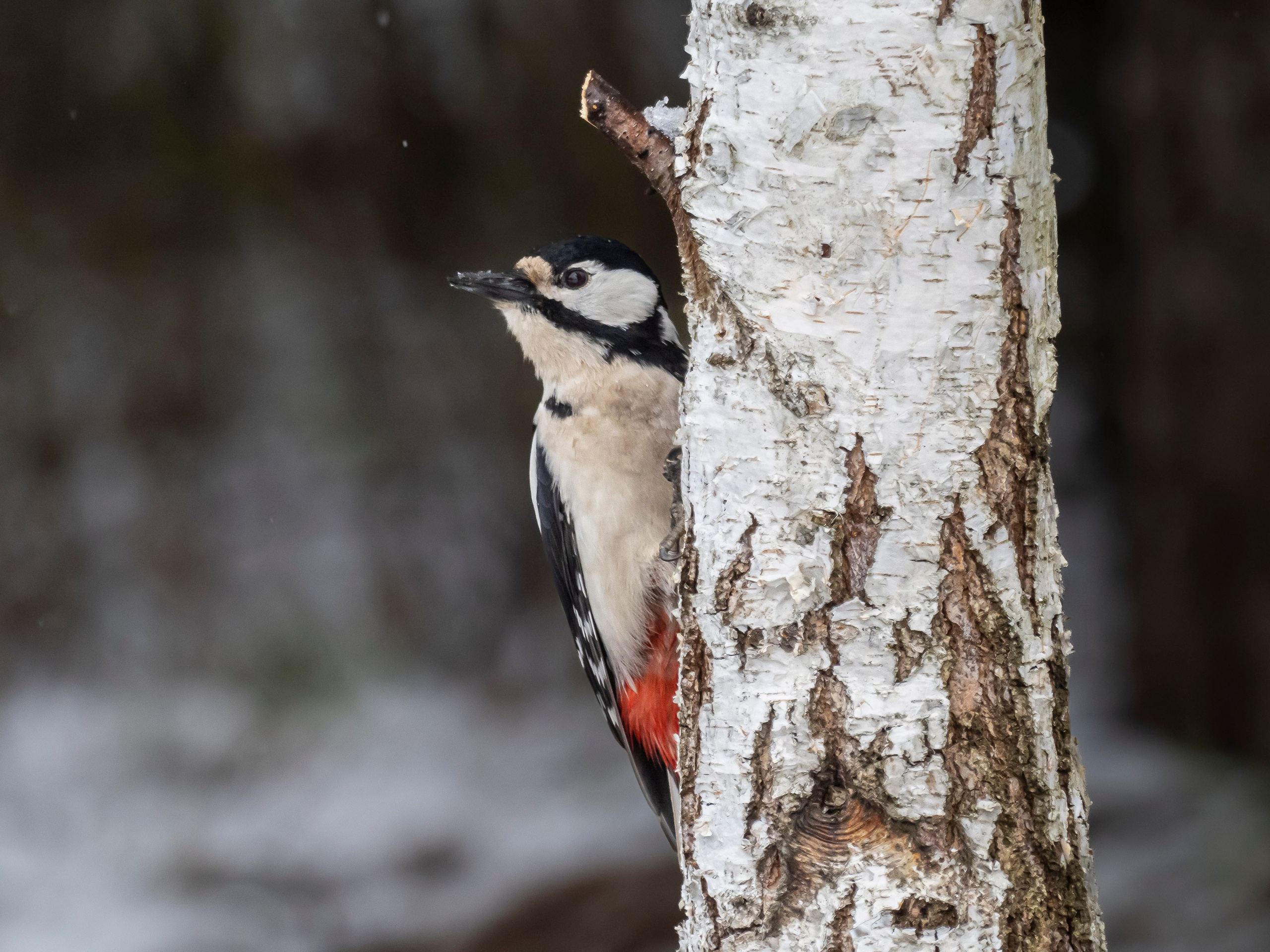 Фотоохота. Вижу