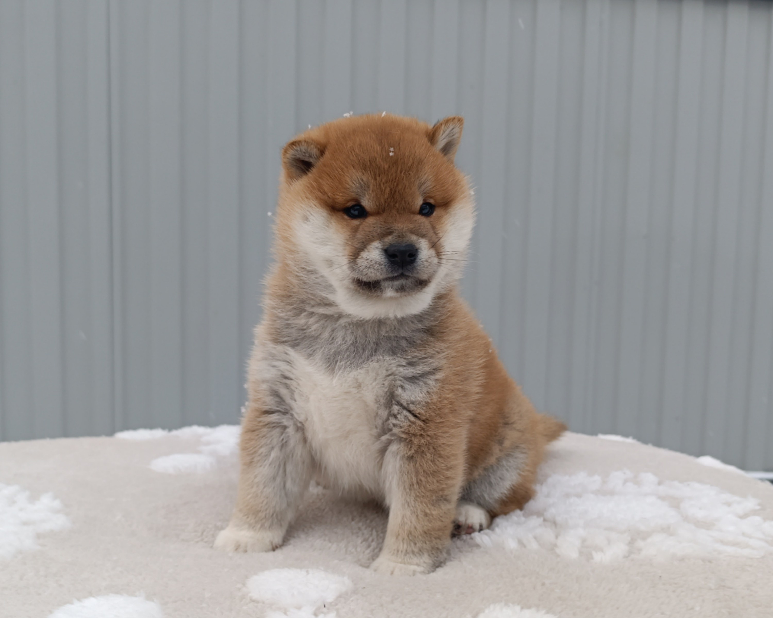 сиба питомник Рубилайт щенки на продажу rubylight  сиба щенки купить СПб Санкт-Петербург 