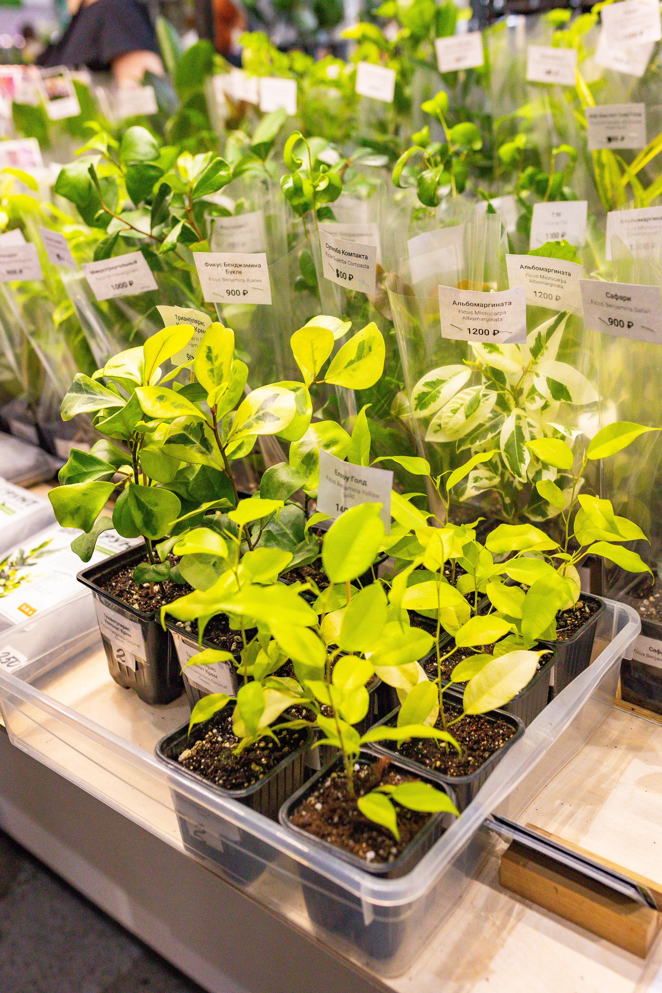 Орхидиум сентябрь 2025. Александра Куликова фотограф, Москва