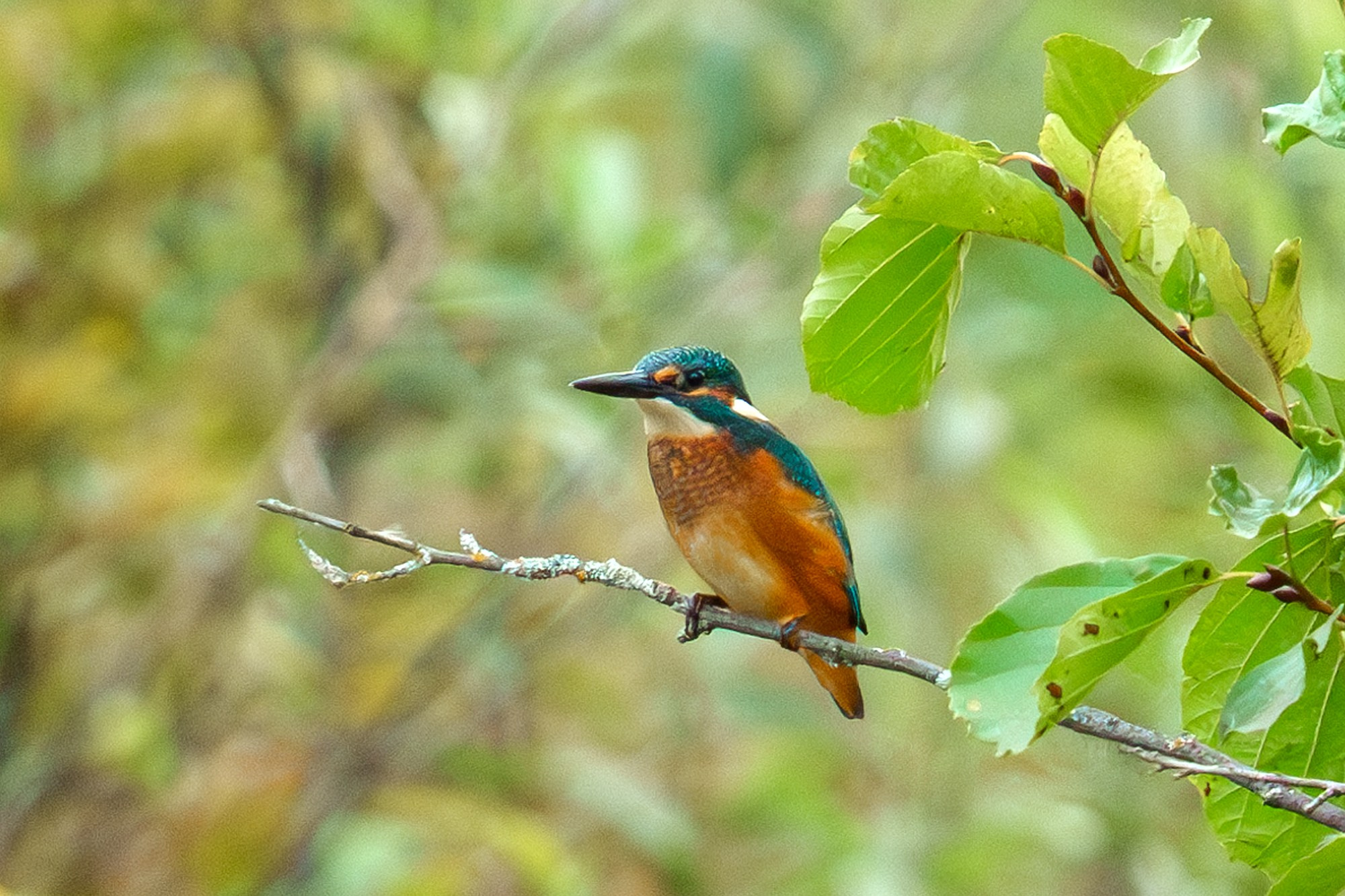 Удивительные мир птиц. Вокруг нас столько прекрасного — присмотритесь!. Ваш личный фотограф Марина Волкова