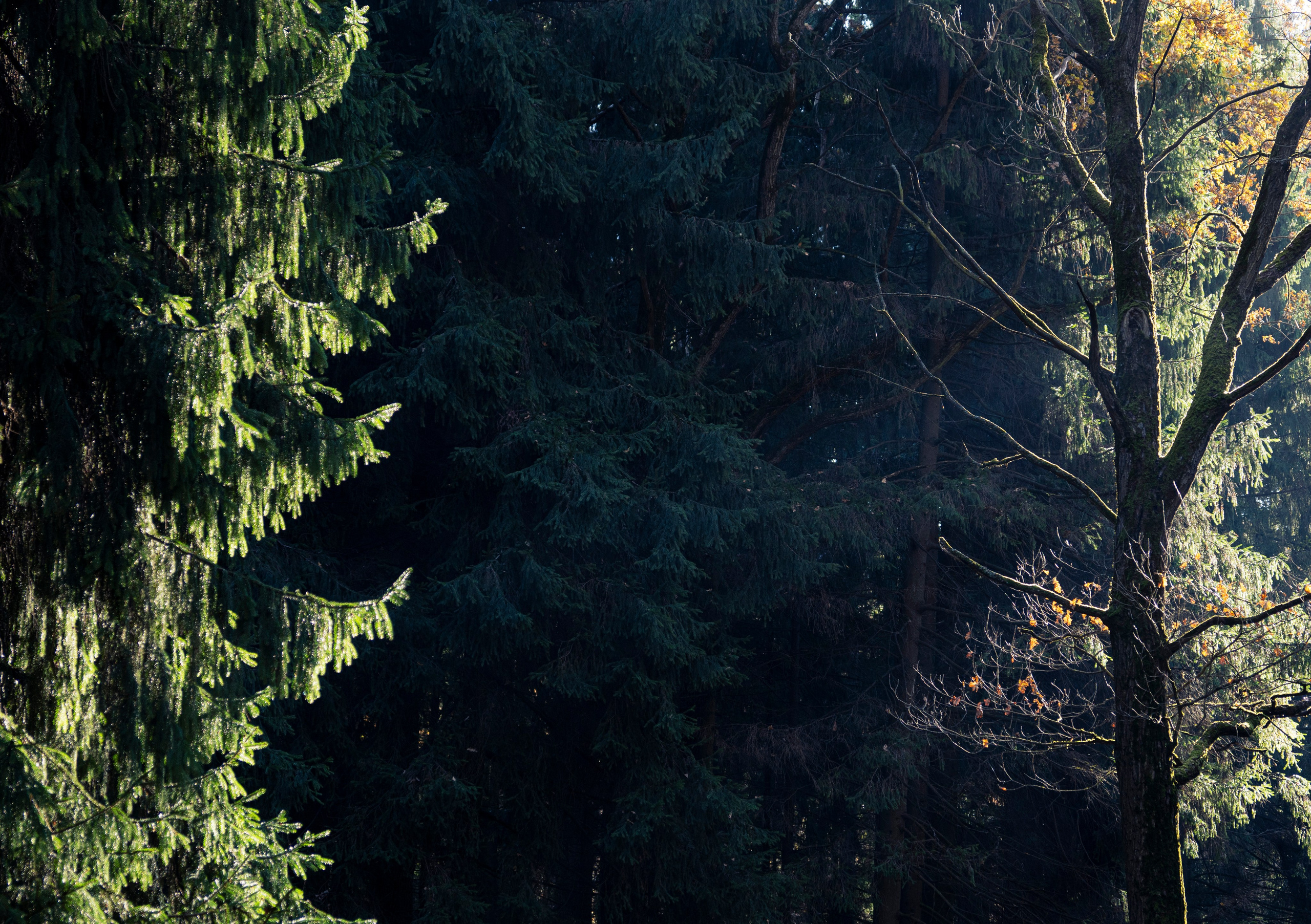 Разное неважное. Фотограф в Москве Алейникова Евгения