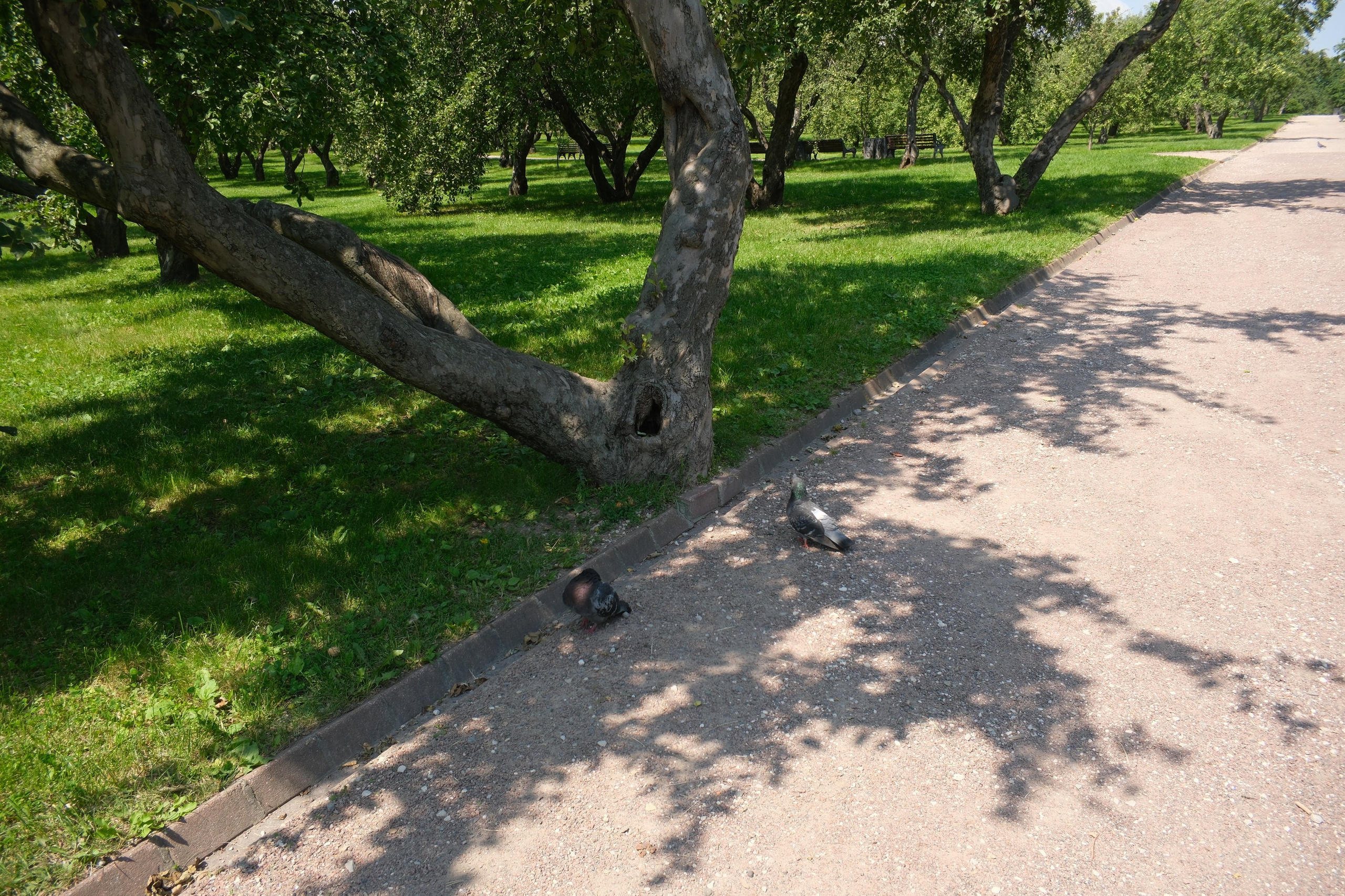 В Коломенском 07.07.2025. Улица, люди, жизнь…