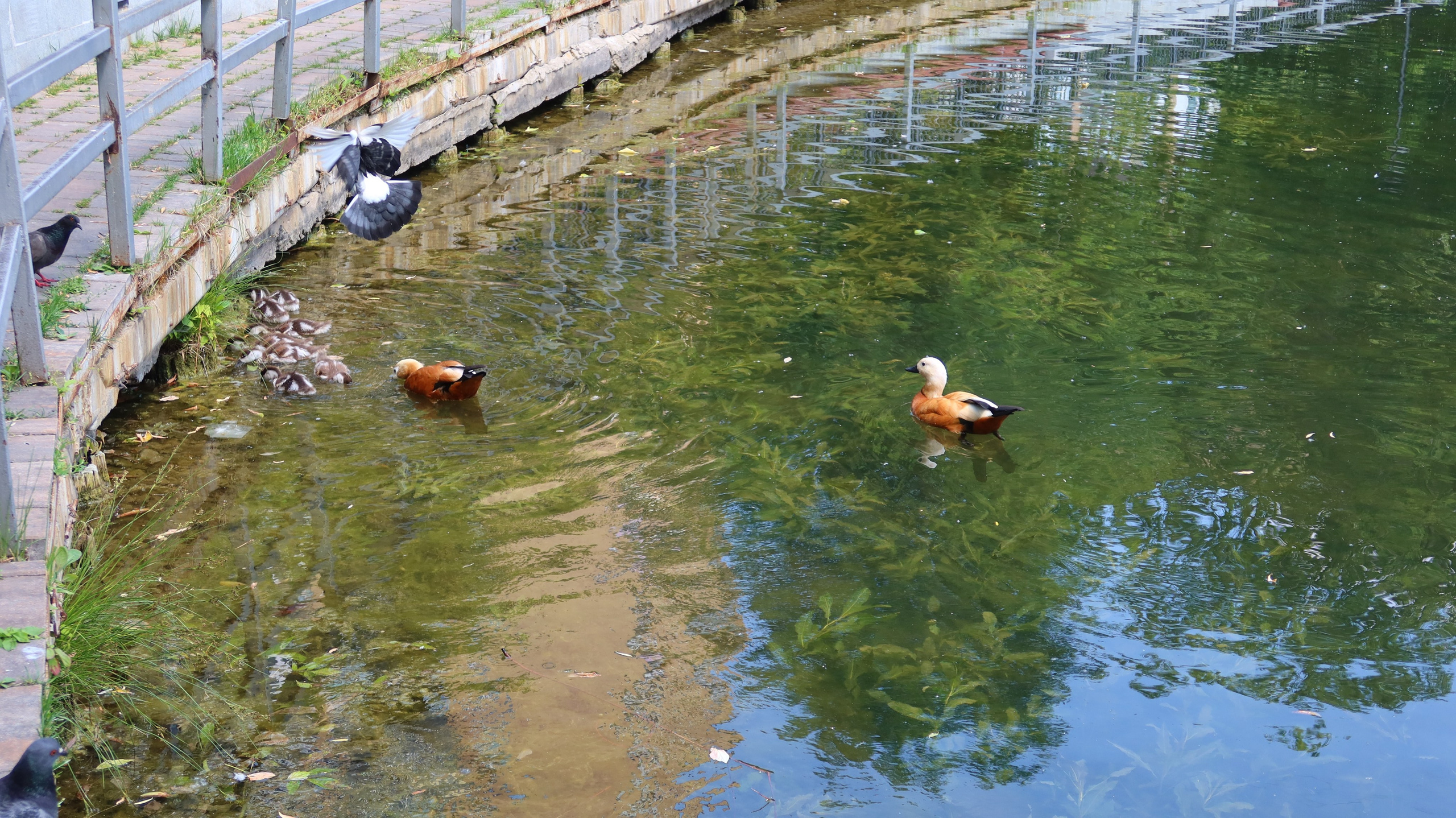 Антроповский сквер. Улица, люди, жизнь…