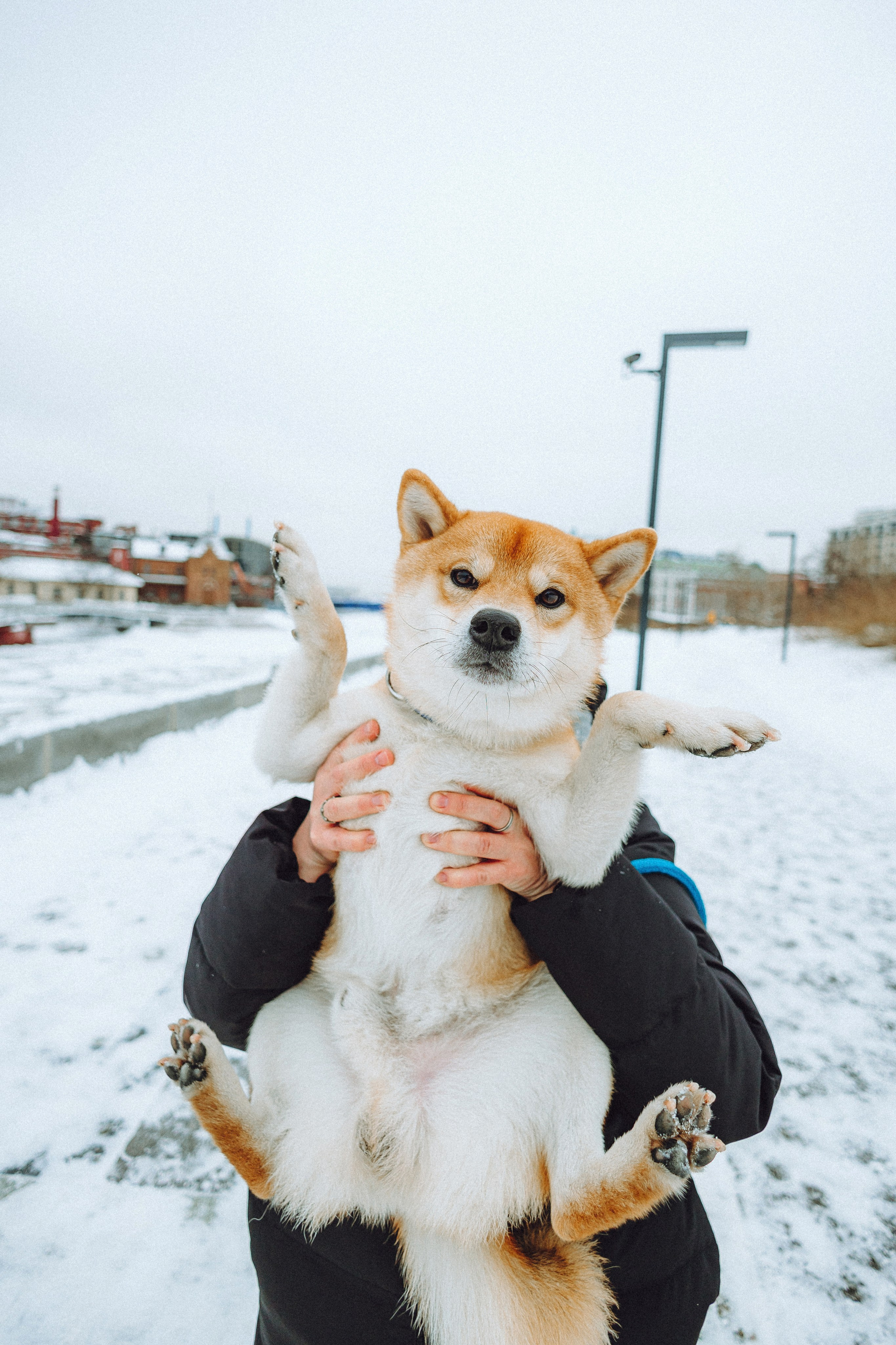 Настя и Ронин