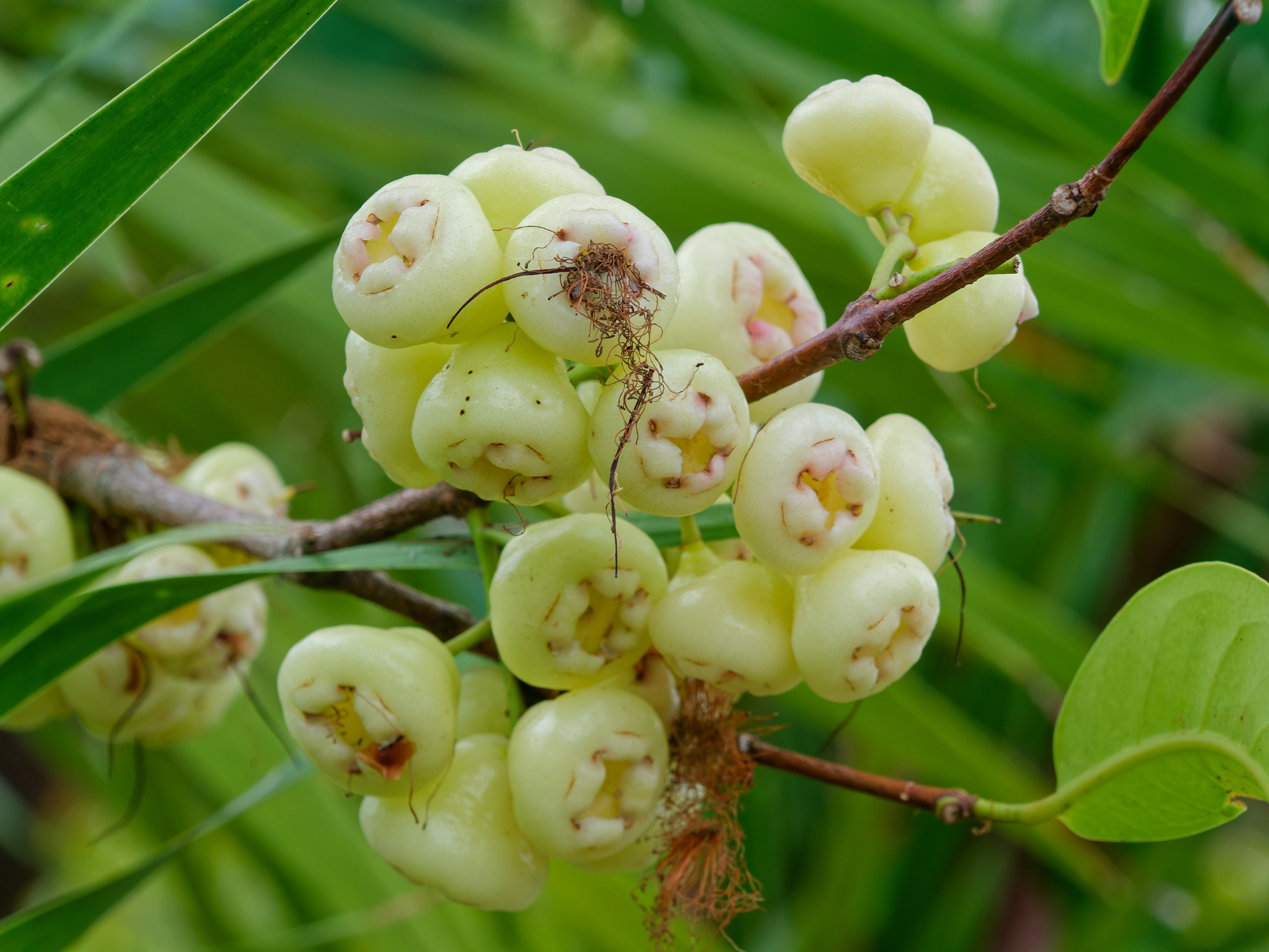 Хайнань 2026, флора, цветы и деревья. Фотопрогулки по Миру