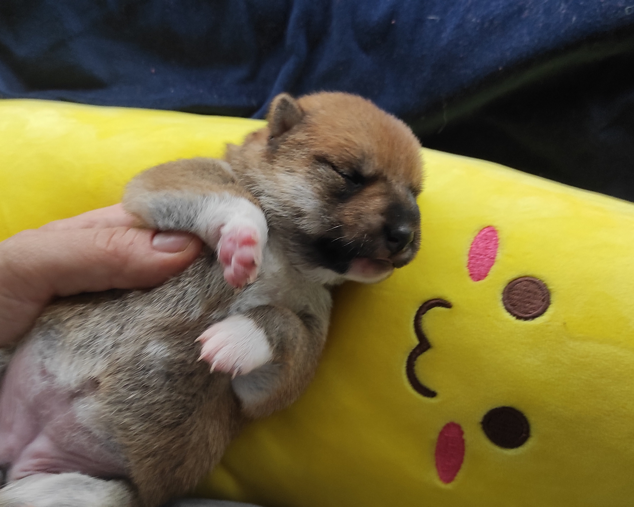 Сиба Rubylight Yumi питомник Рубилайт 