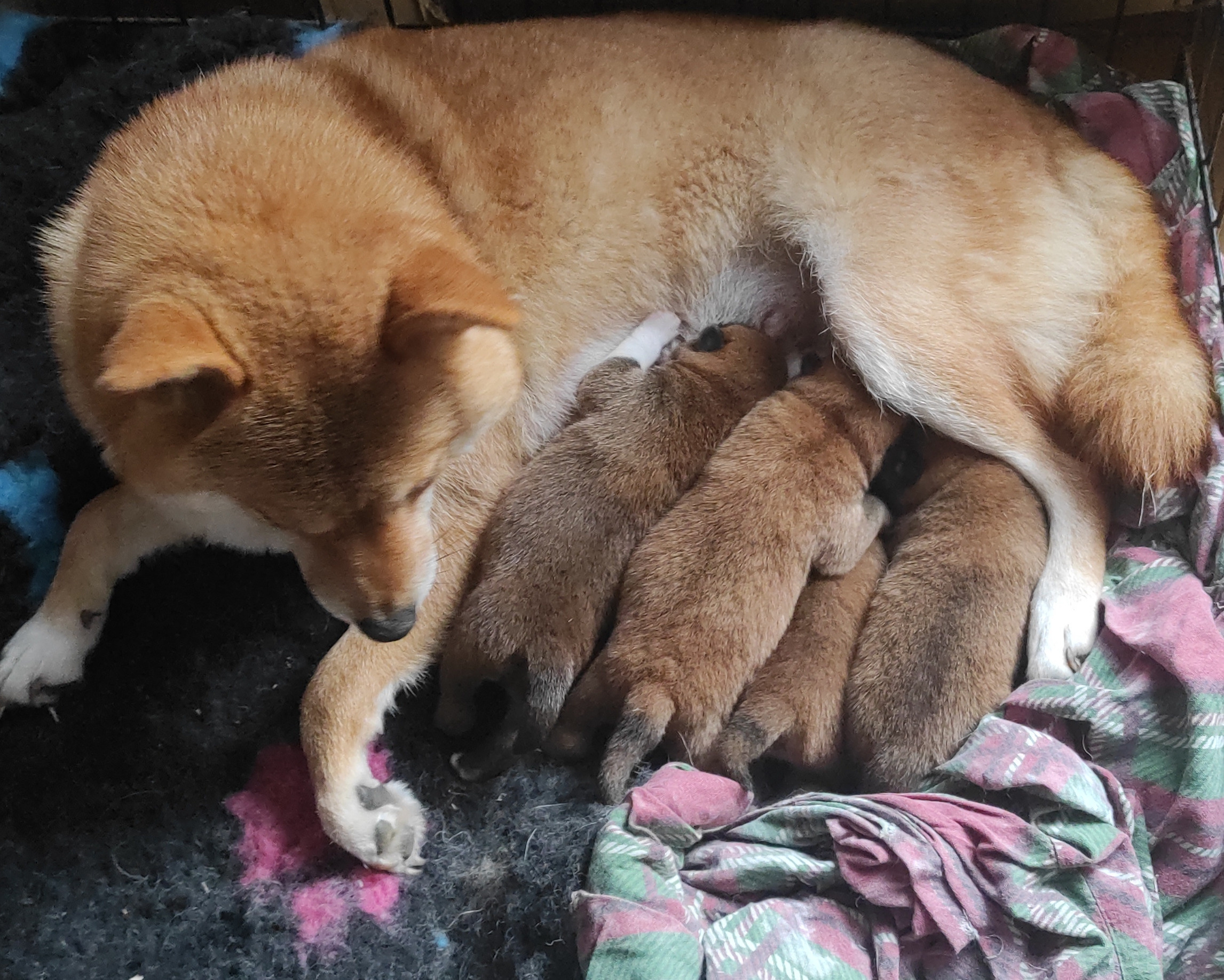 Сиба Rubylight литер Y питомник Рубилайт 