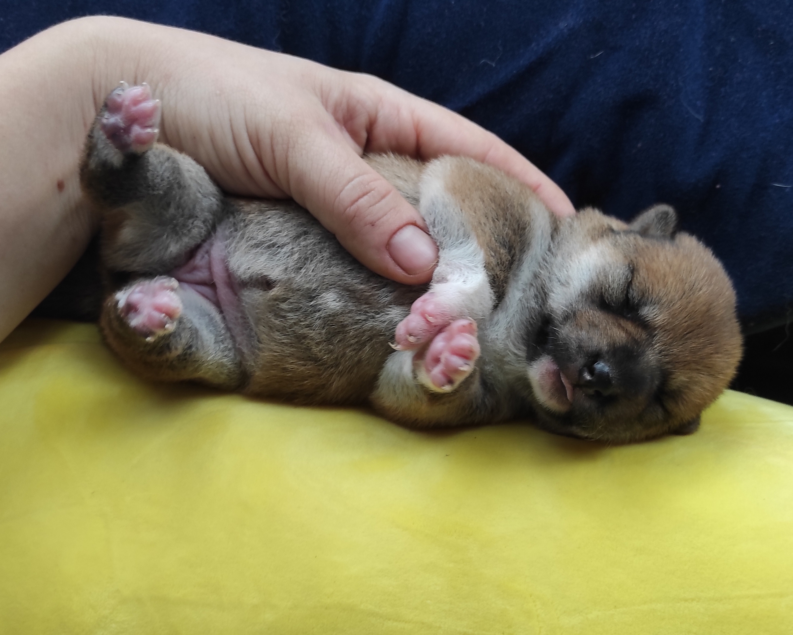 Сиба Rubylight Yumi питомник Рубилайт 