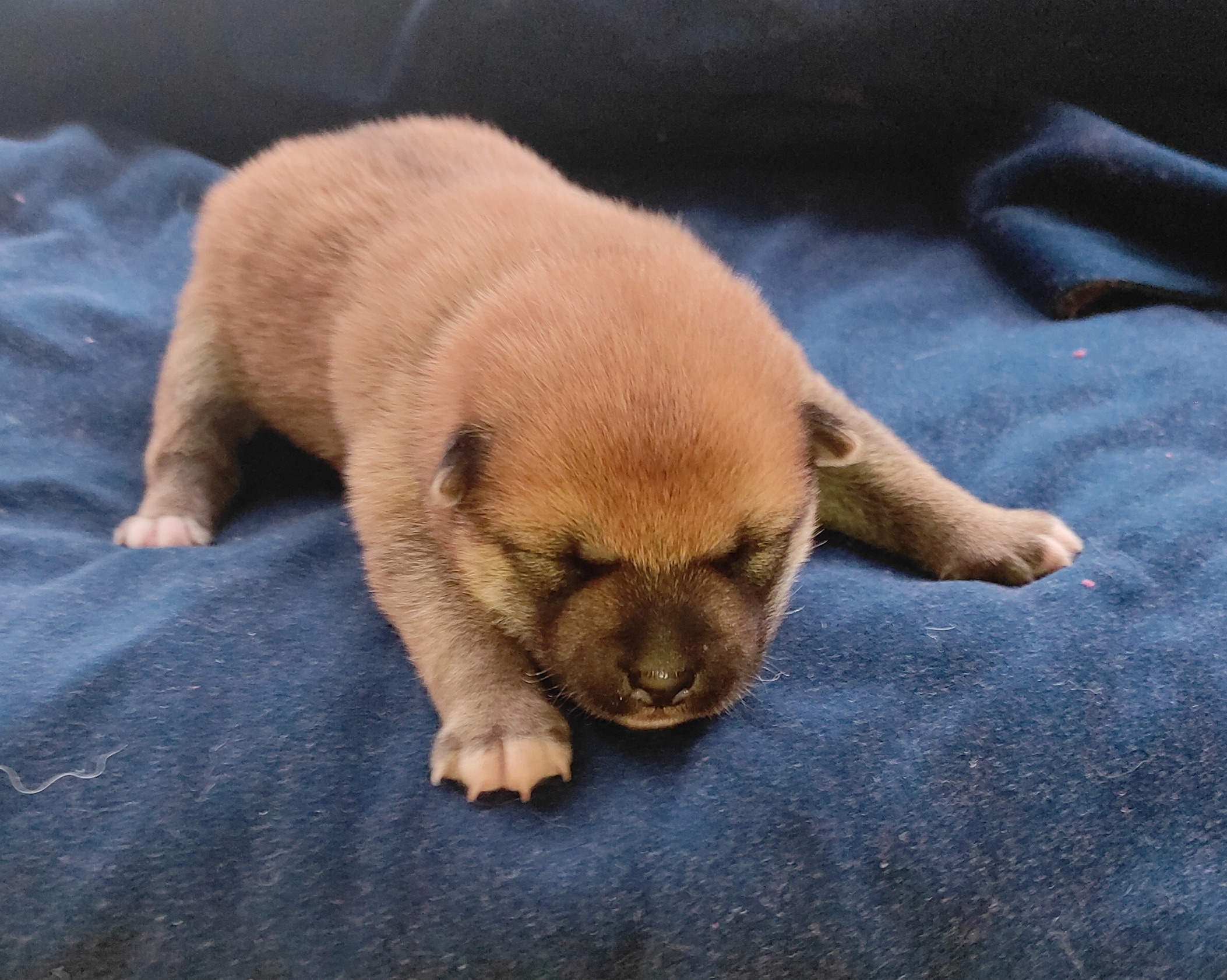 Сиба Rubylight Yoshayo питомник Рубилайт 