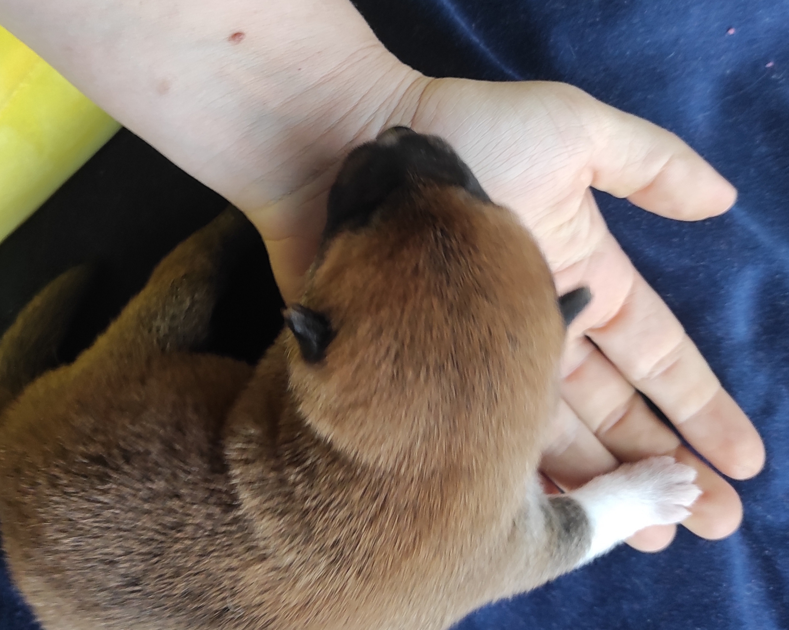 Сиба Rubylight Yoshiro питомник Рубилайт 