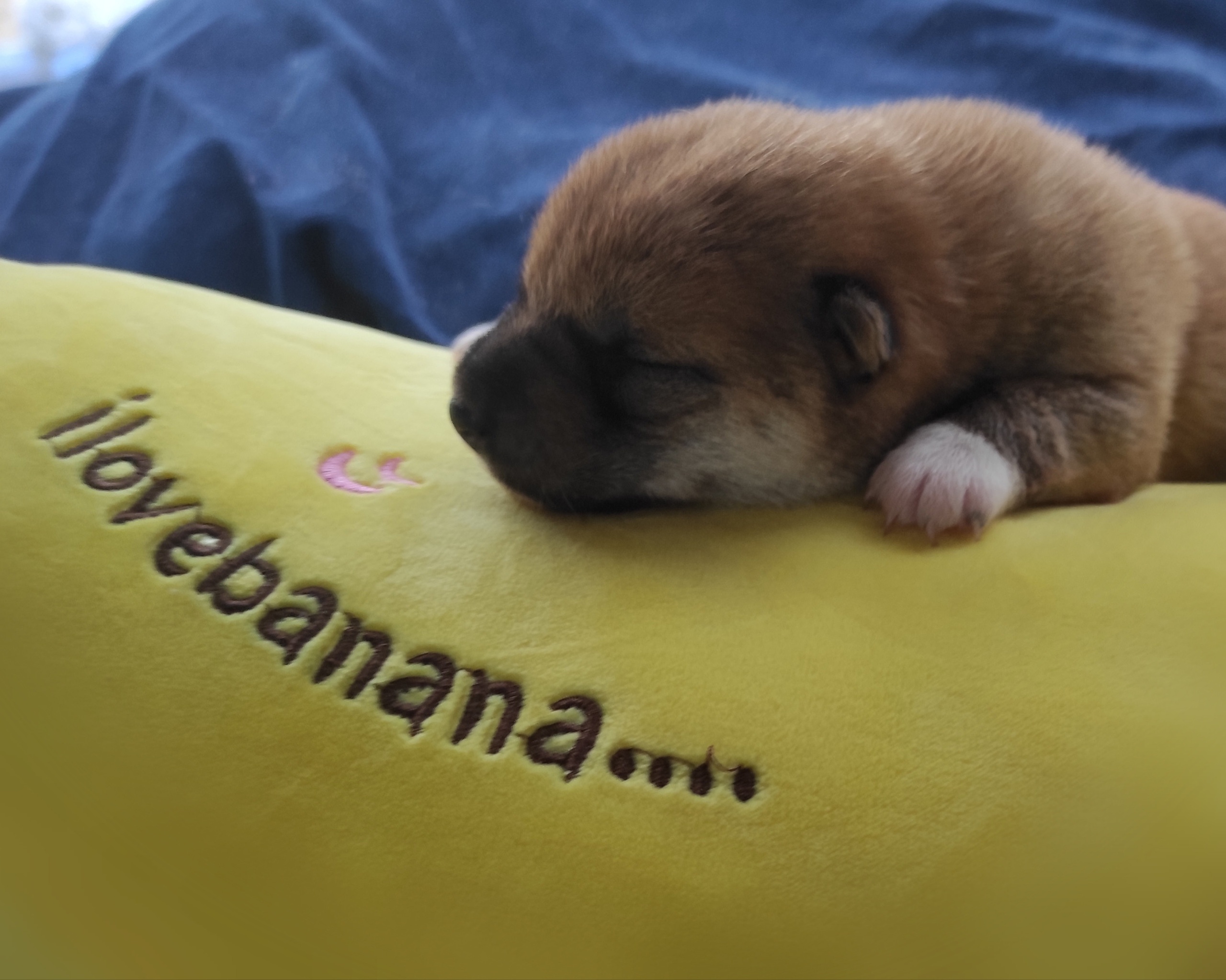 Сиба Rubylight Yumi питомник Рубилайт 