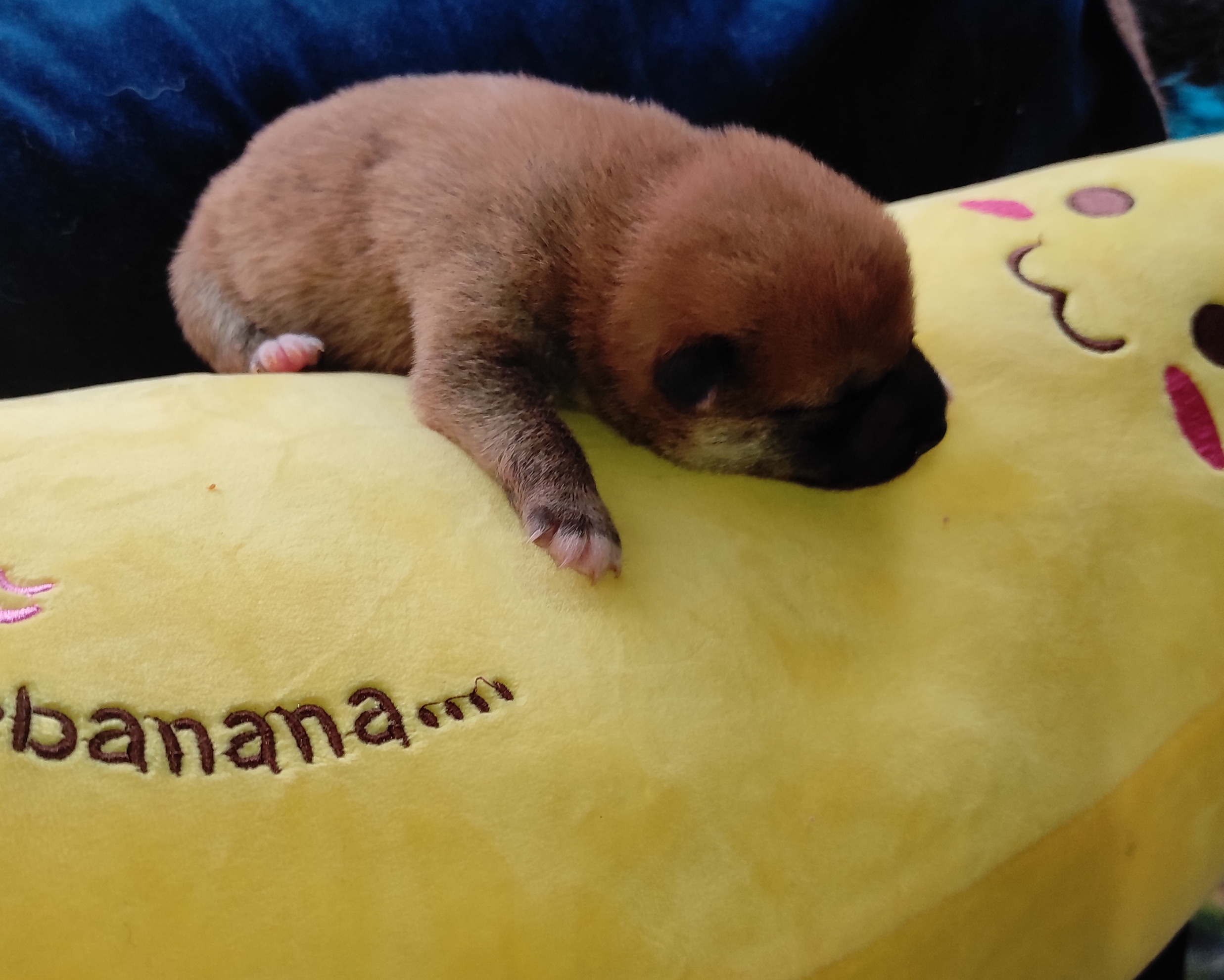 Сиба Rubylight Yoshayo питомник Рубилайт 