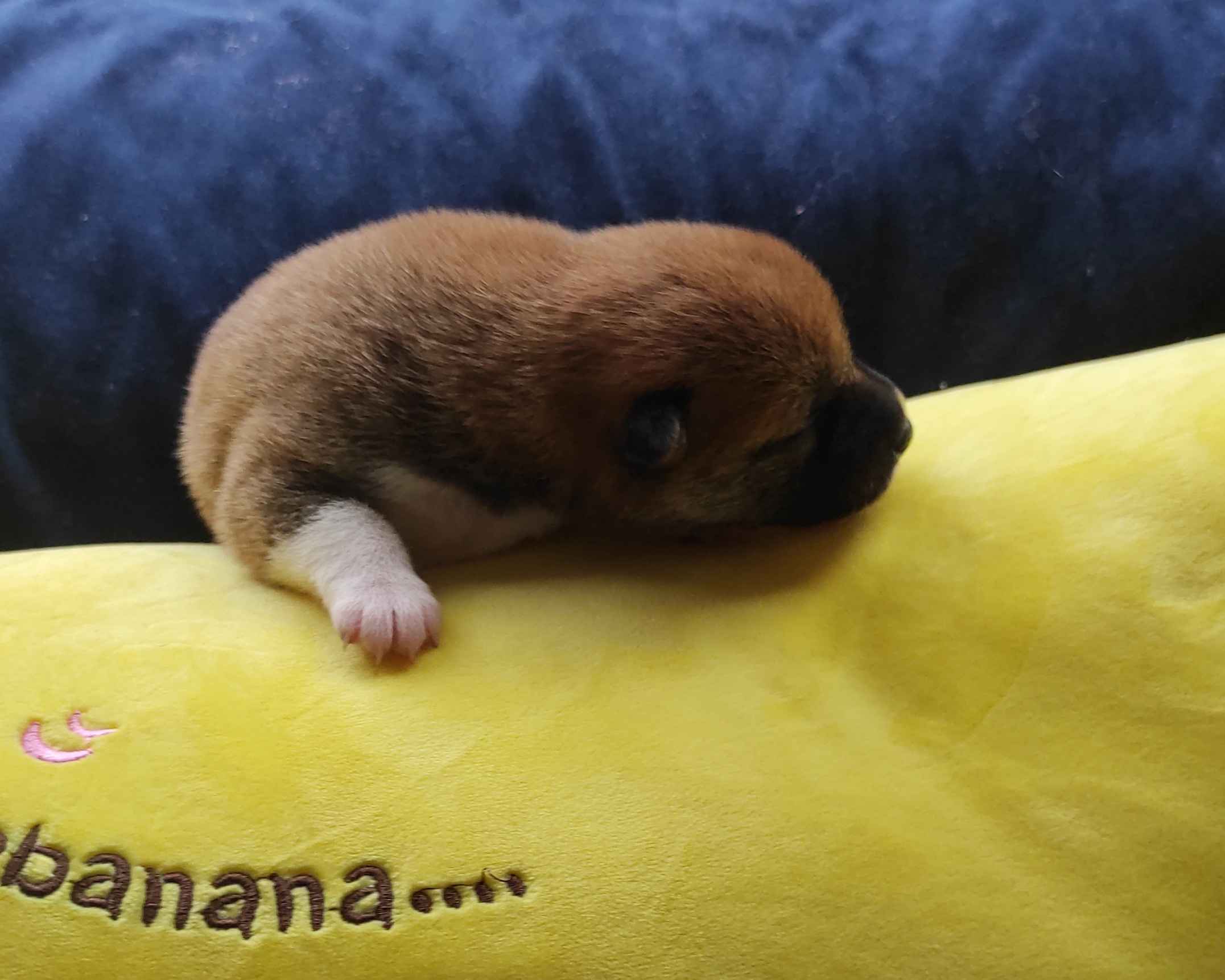 Сиба Rubylight Yoshiro питомник Рубилайт 