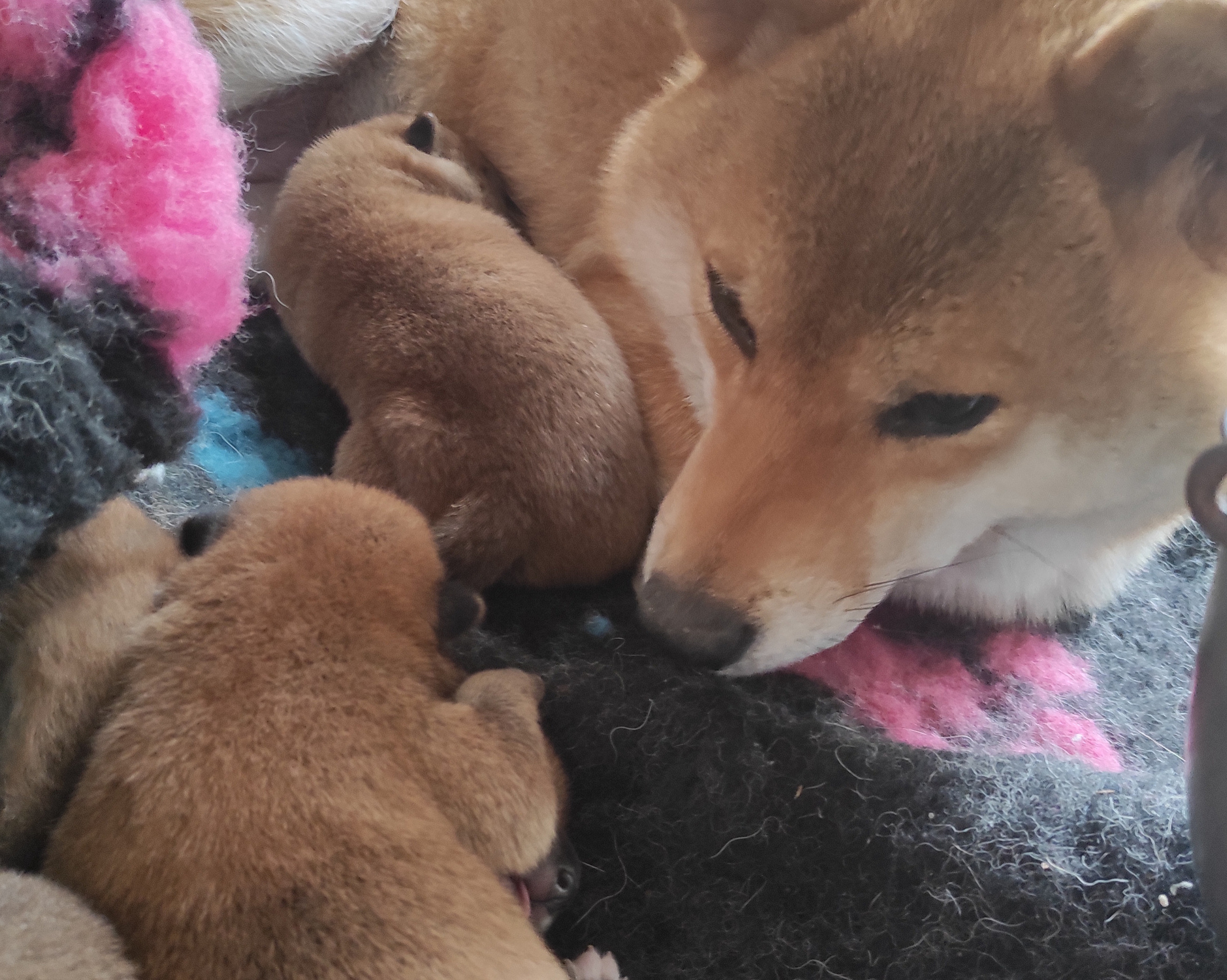 Сиба Rubylight литер Y питомник Рубилайт 