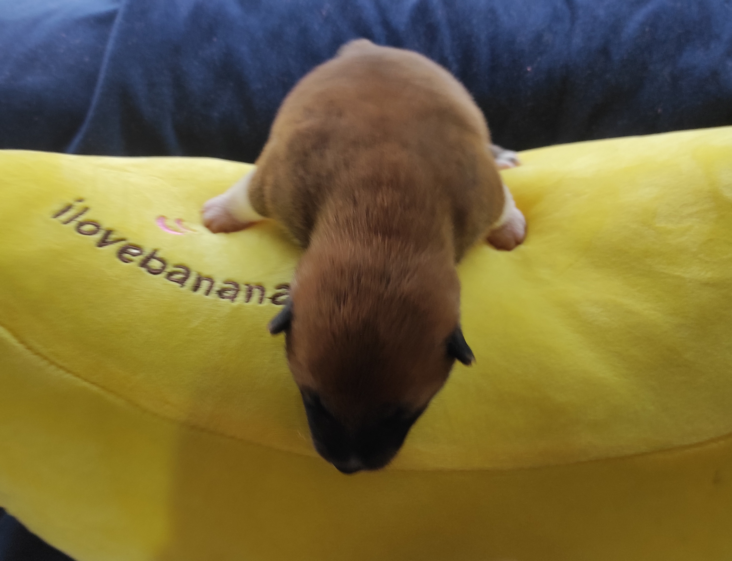 Сиба Rubylight Yoshiro питомник Рубилайт 