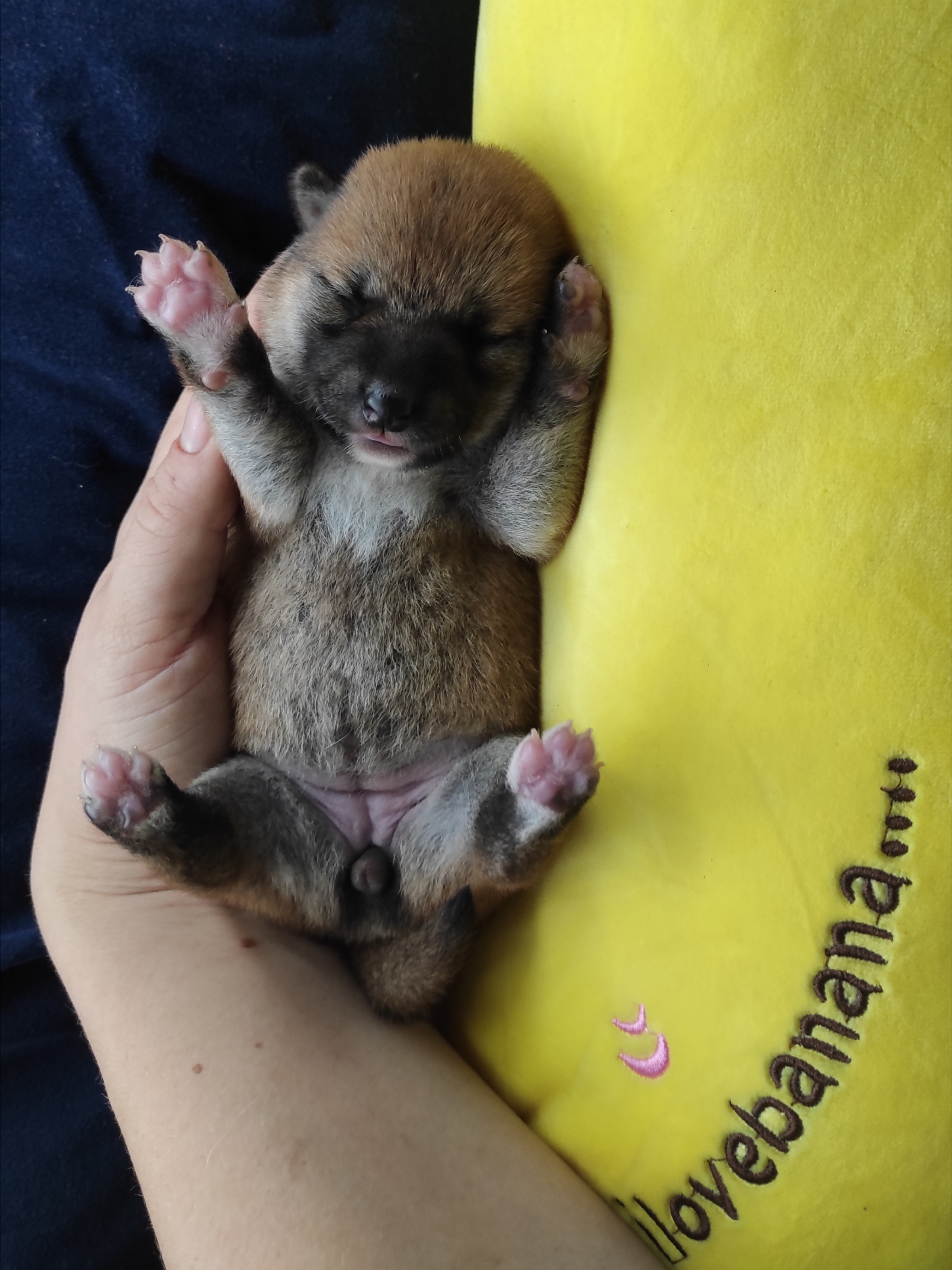 Сиба Rubylight Yuta питомник Рубилайт 