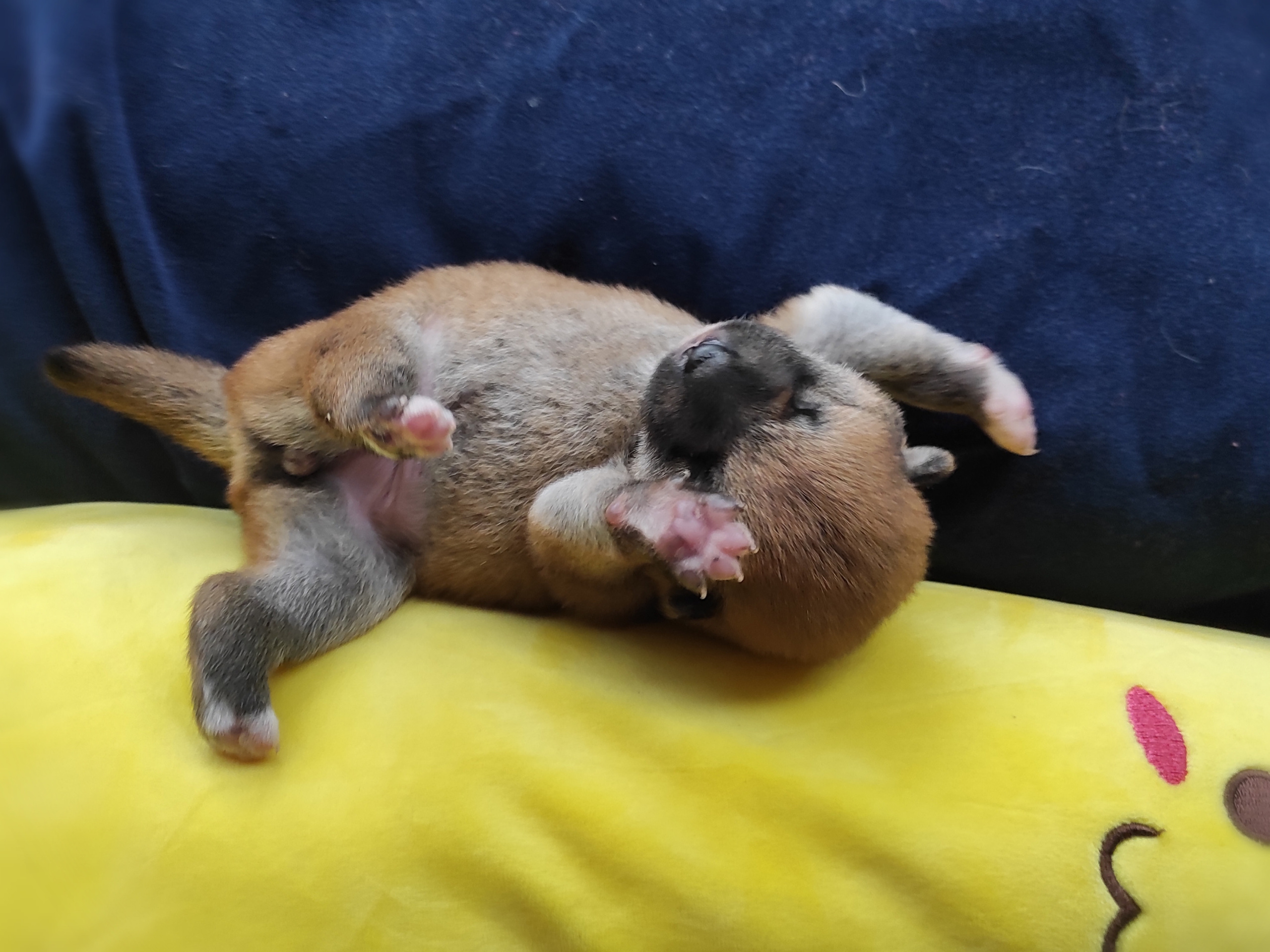 Сиба Rubylight Yuta питомник Рубилайт 