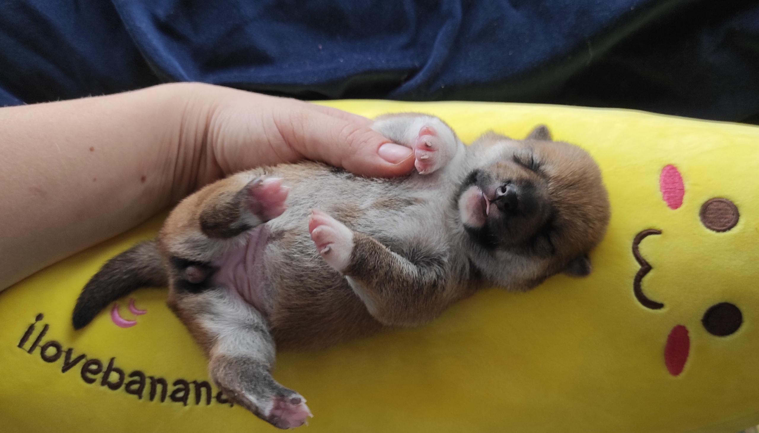 Сиба Rubylight Yumi питомник Рубилайт 