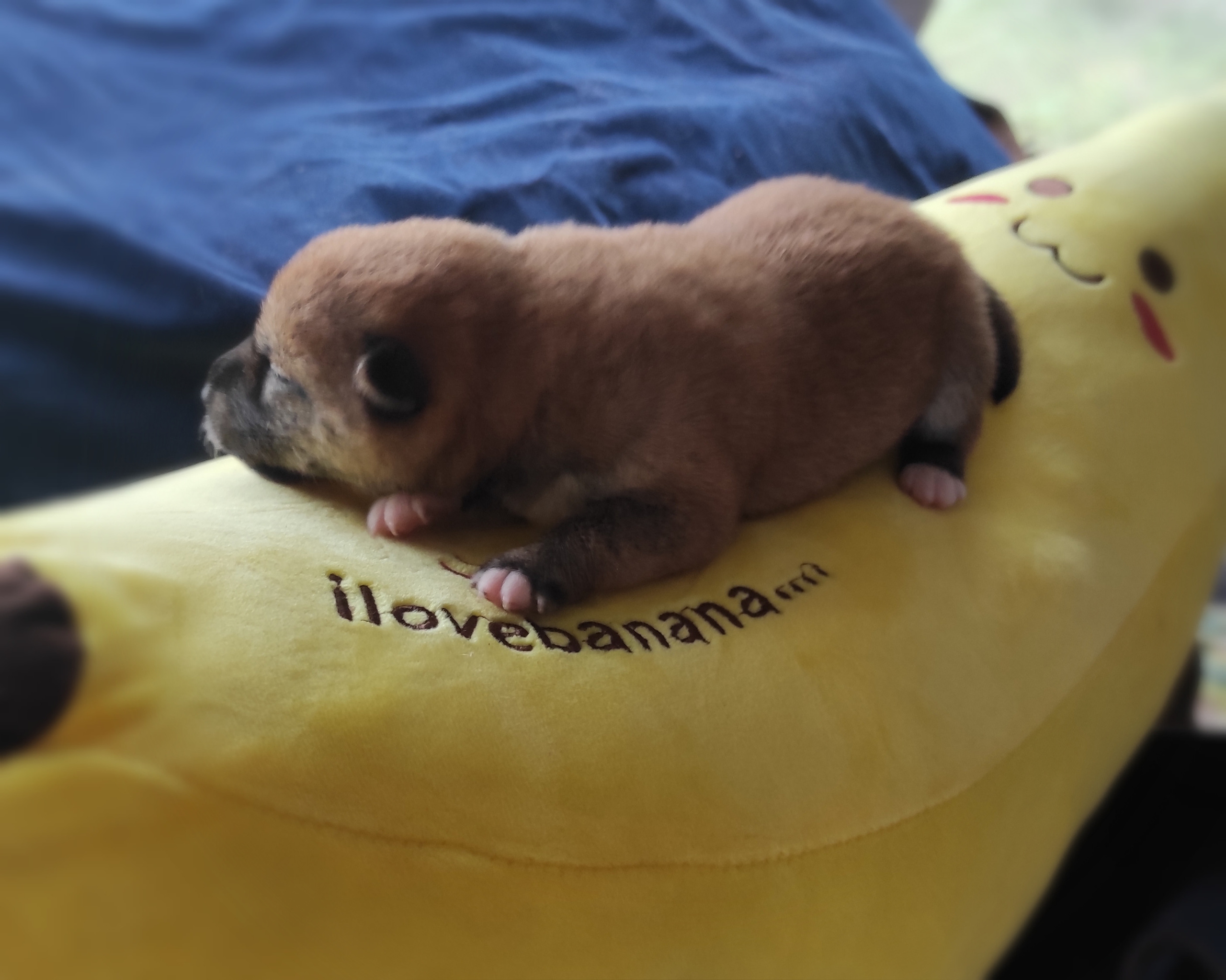 Сиба Rubylight Yuta питомник Рубилайт 