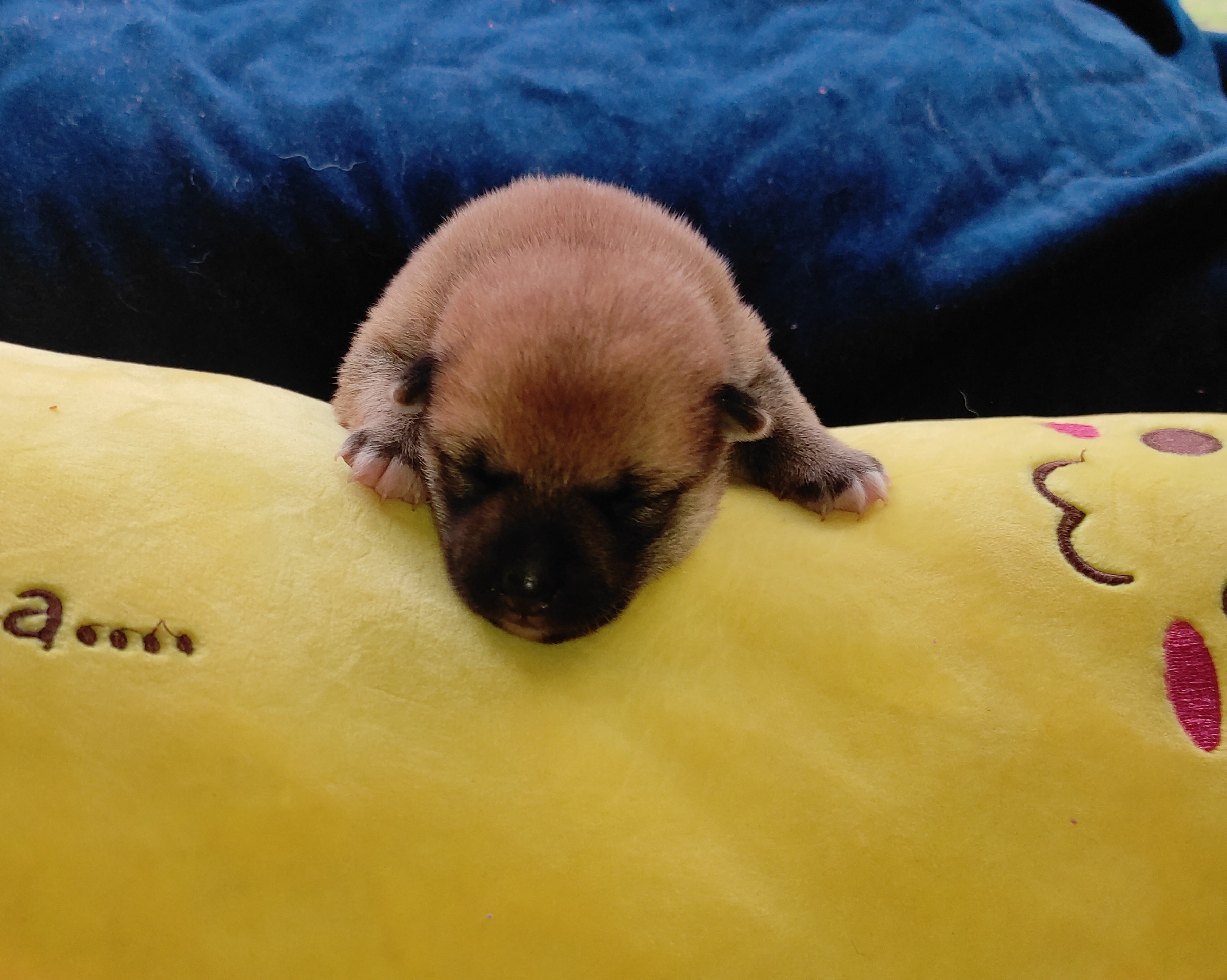 Сиба Rubylight Yoshayo питомник Рубилайт 