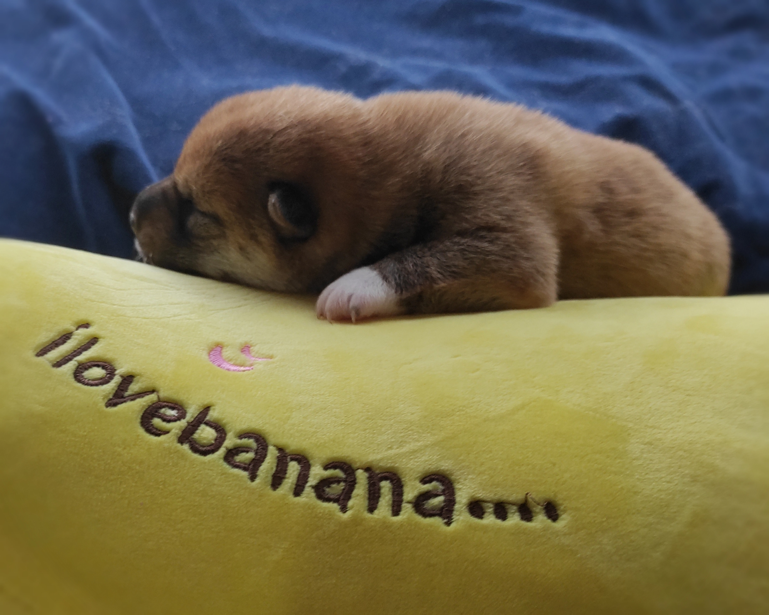 Сиба Rubylight Yumi питомник Рубилайт 