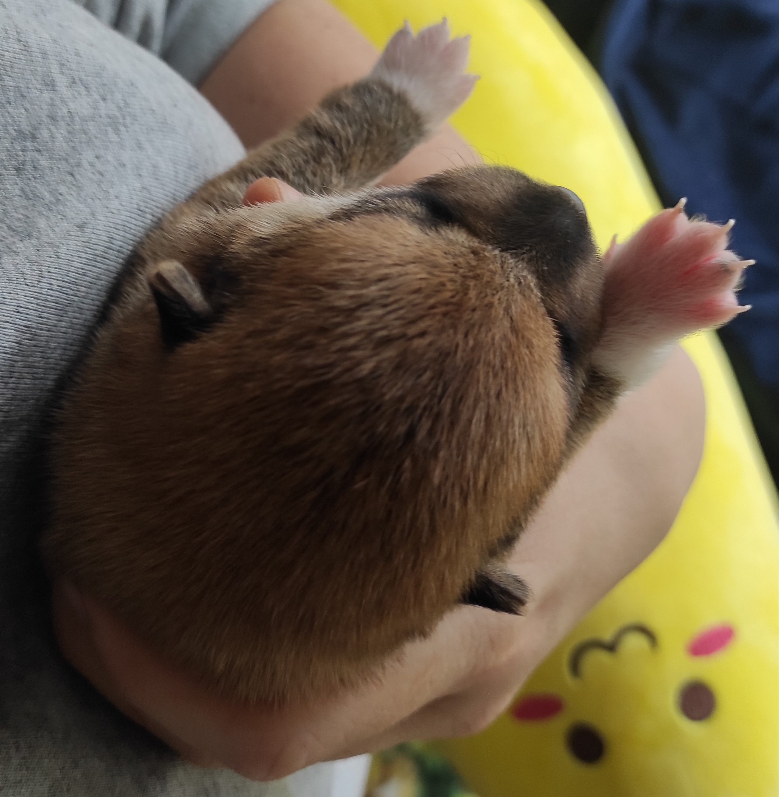 Сиба Rubylight Yumi питомник Рубилайт 