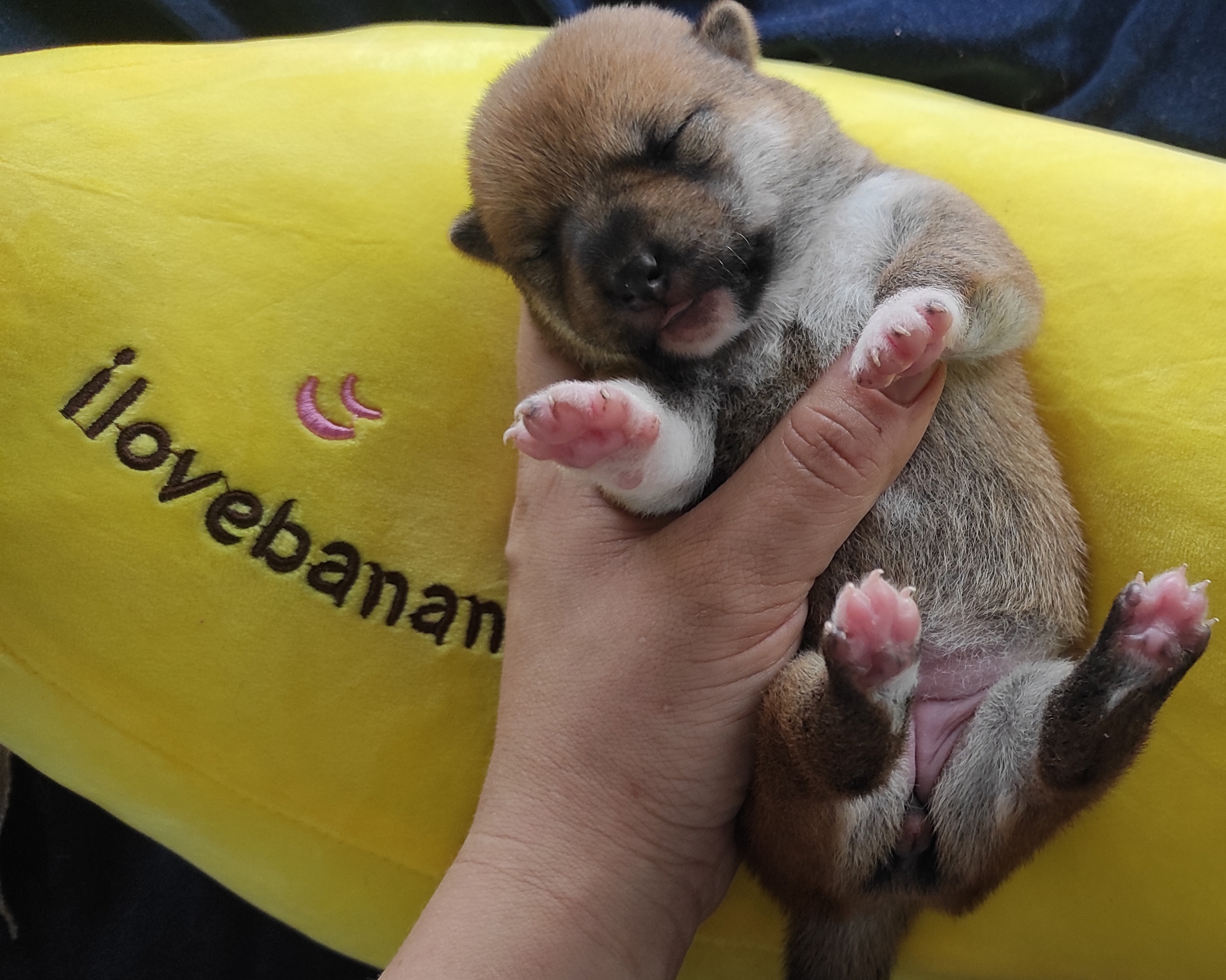 Сиба Rubylight Yumi питомник Рубилайт 