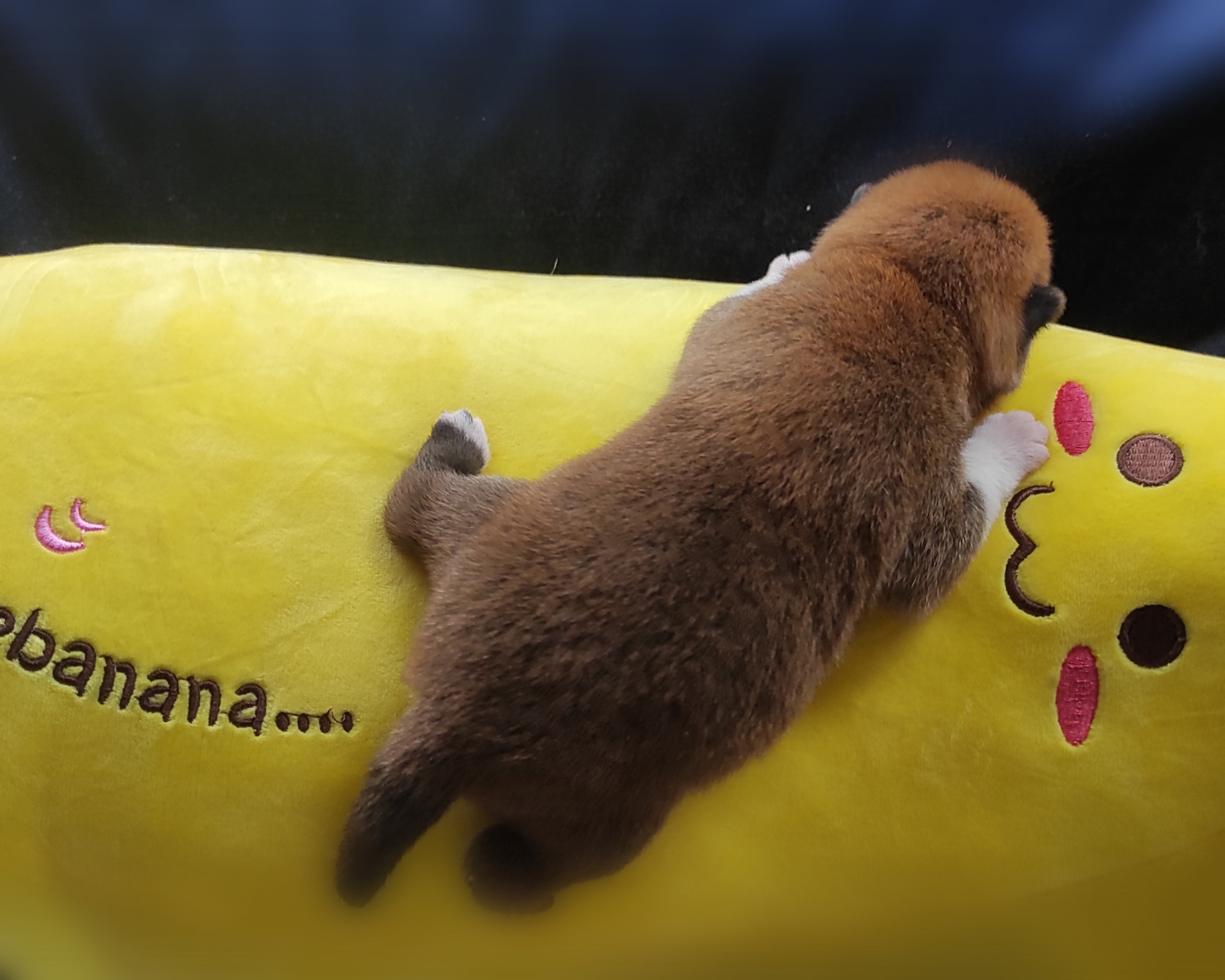 Сиба Rubylight Yoshiro питомник Рубилайт 