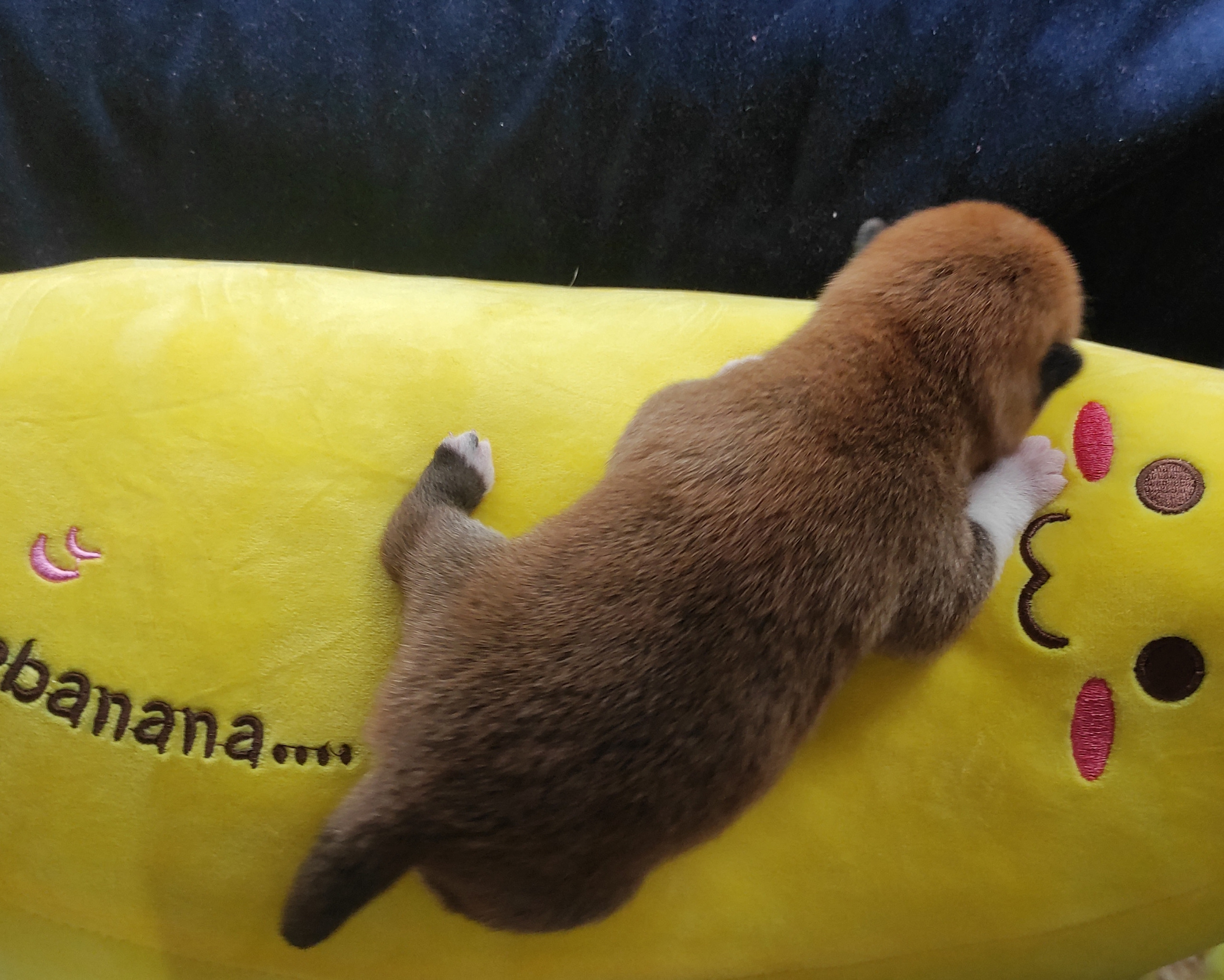 Сиба Rubylight Yoshiro питомник Рубилайт 