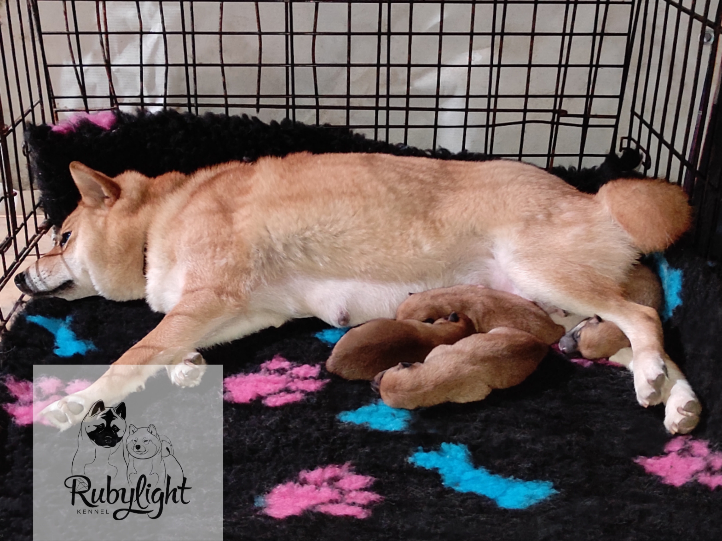 Сиба Rubylight литер Y питомник Рубилайт 