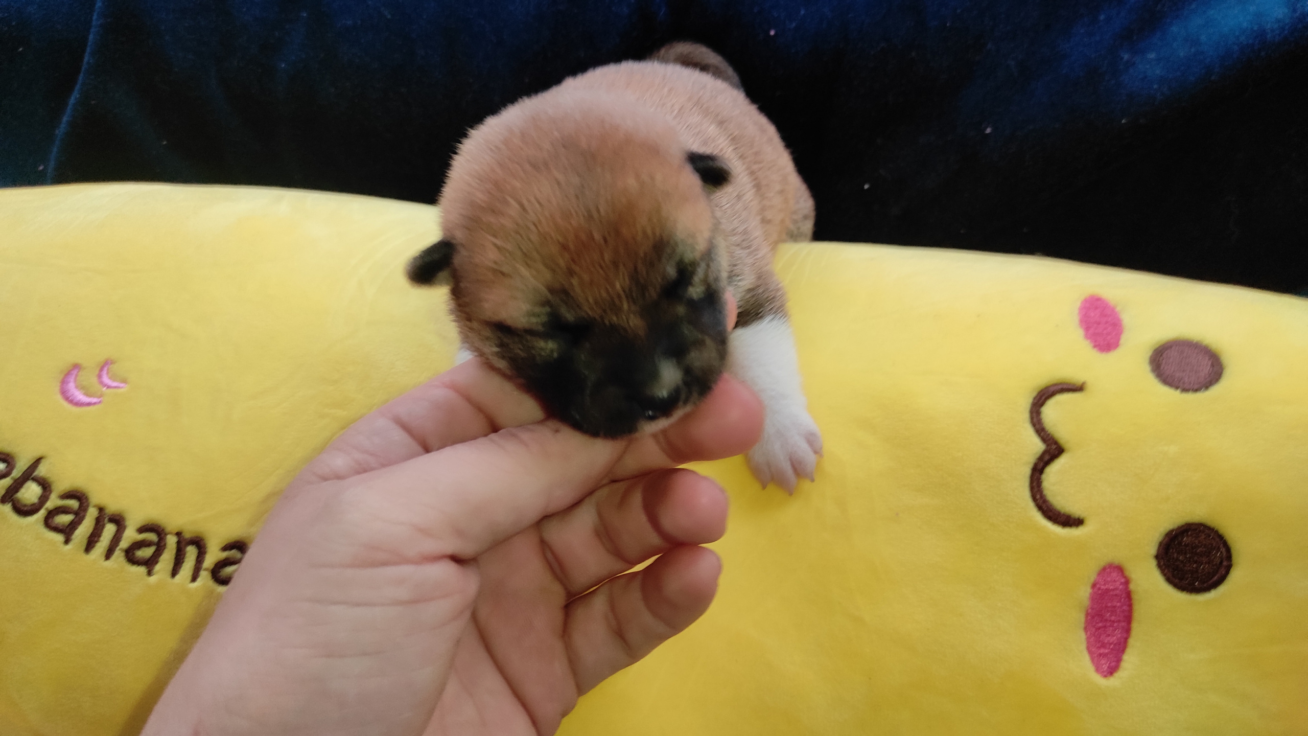 Сиба Rubylight Yoshiro питомник Рубилайт 