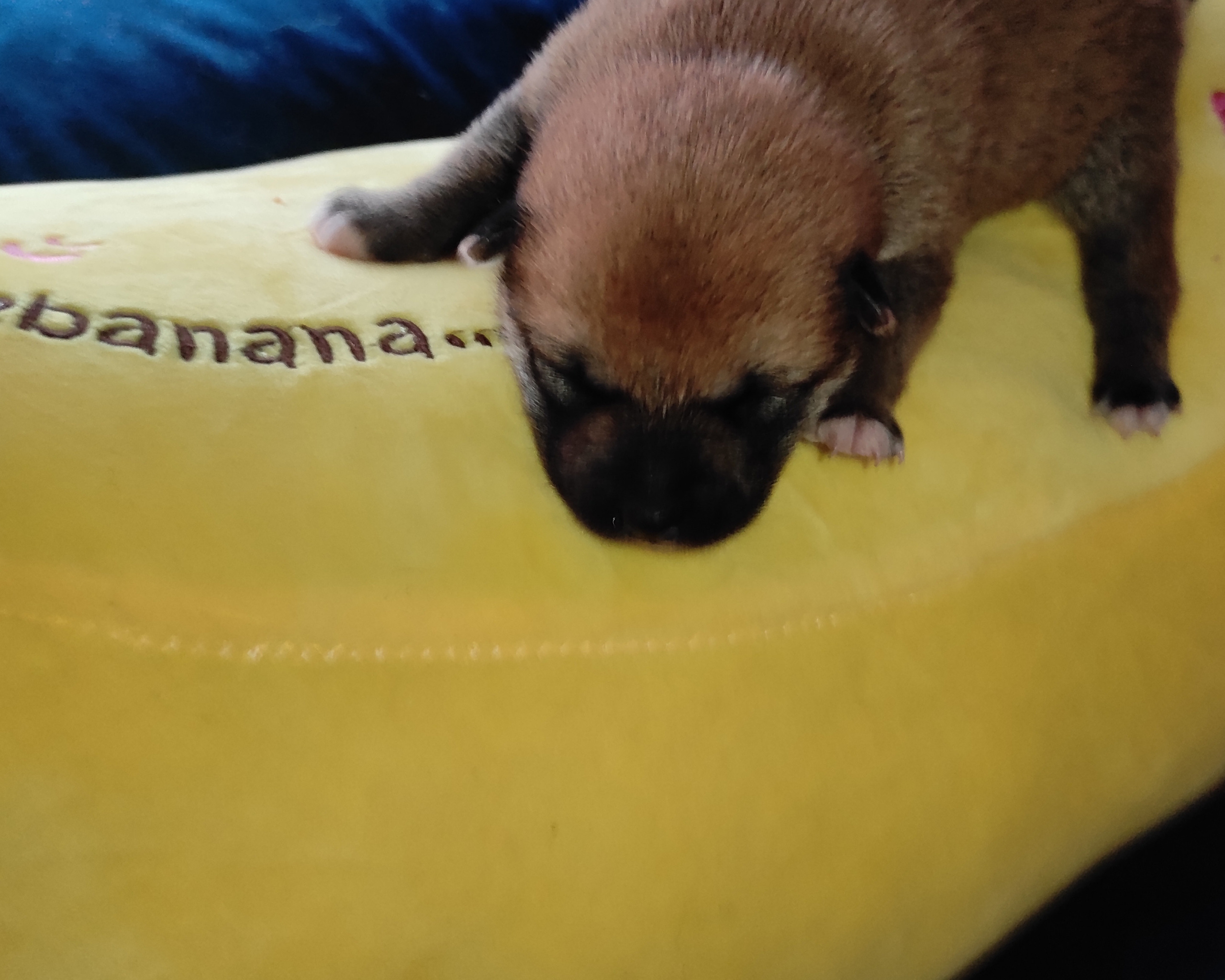 Сиба Rubylight Yoshayo питомник Рубилайт 