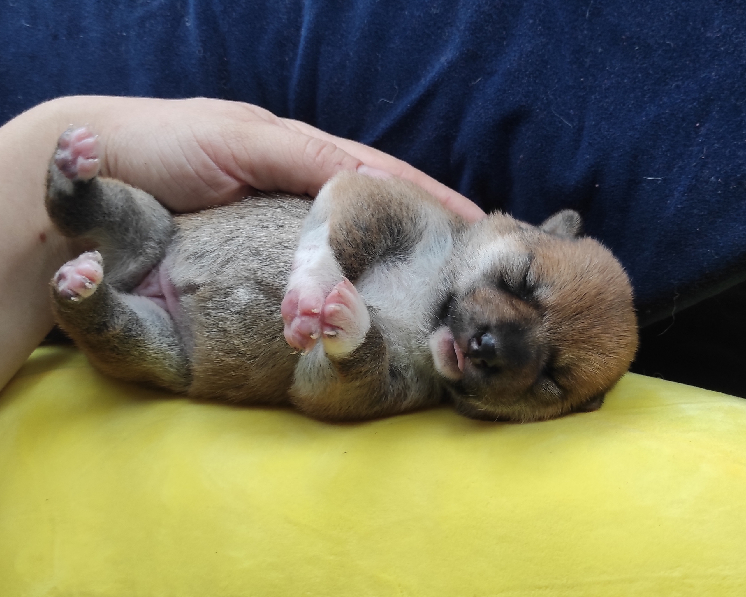 Сиба Rubylight Yumi питомник Рубилайт 