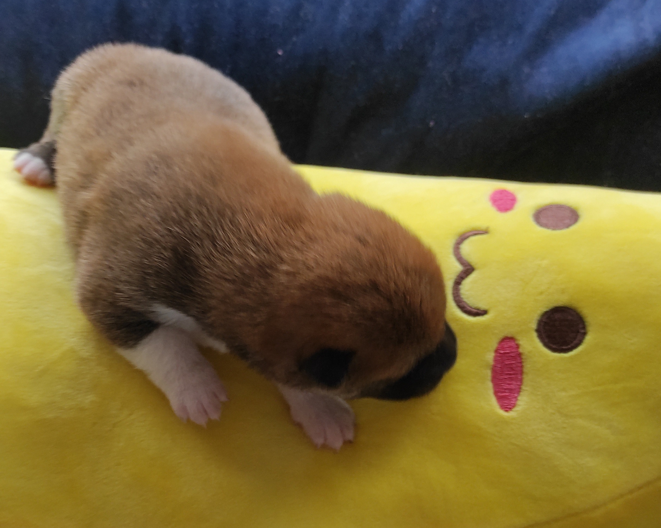 Сиба Rubylight Yoshiro питомник Рубилайт 