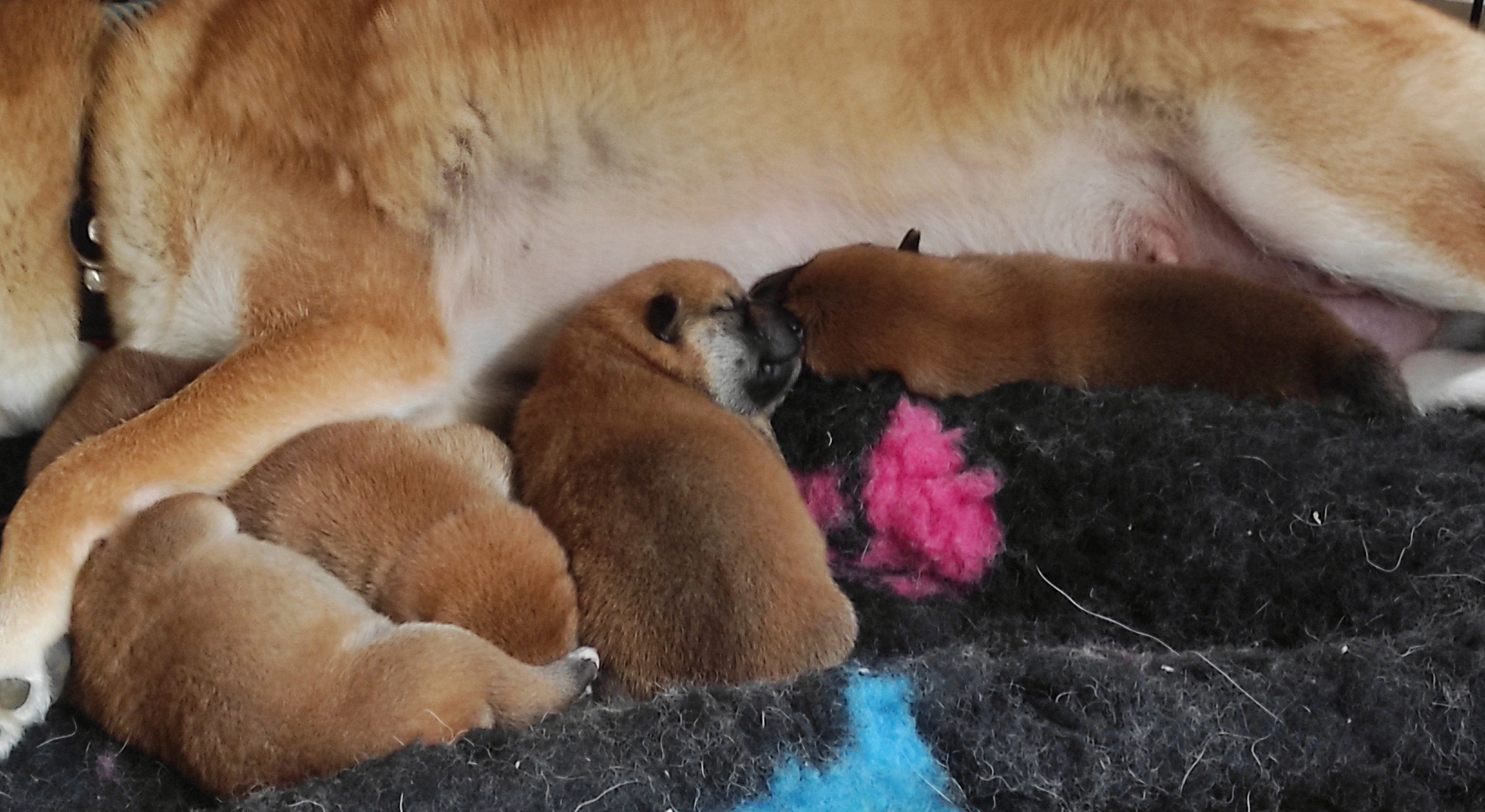 Сиба Rubylight литер Y питомник Рубилайт 