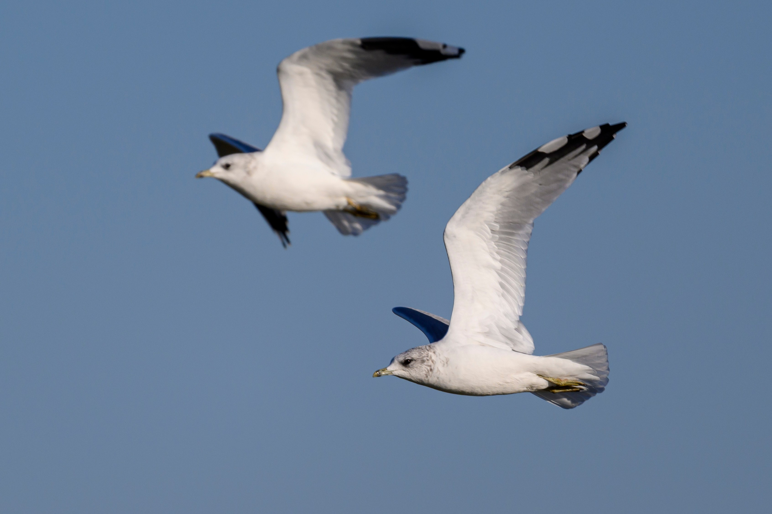 Пруды спустили. The ponds have been drained. Wildlife photography by Sergey Puponin