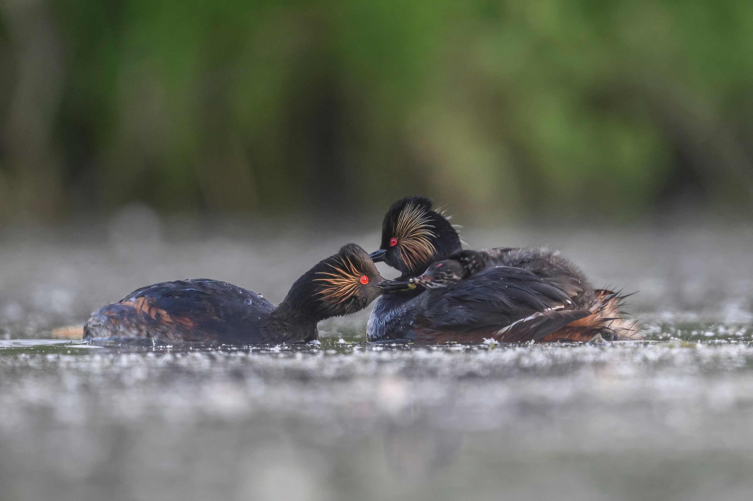 Пополнение у поганок. Фотограф Сергей Пупонин