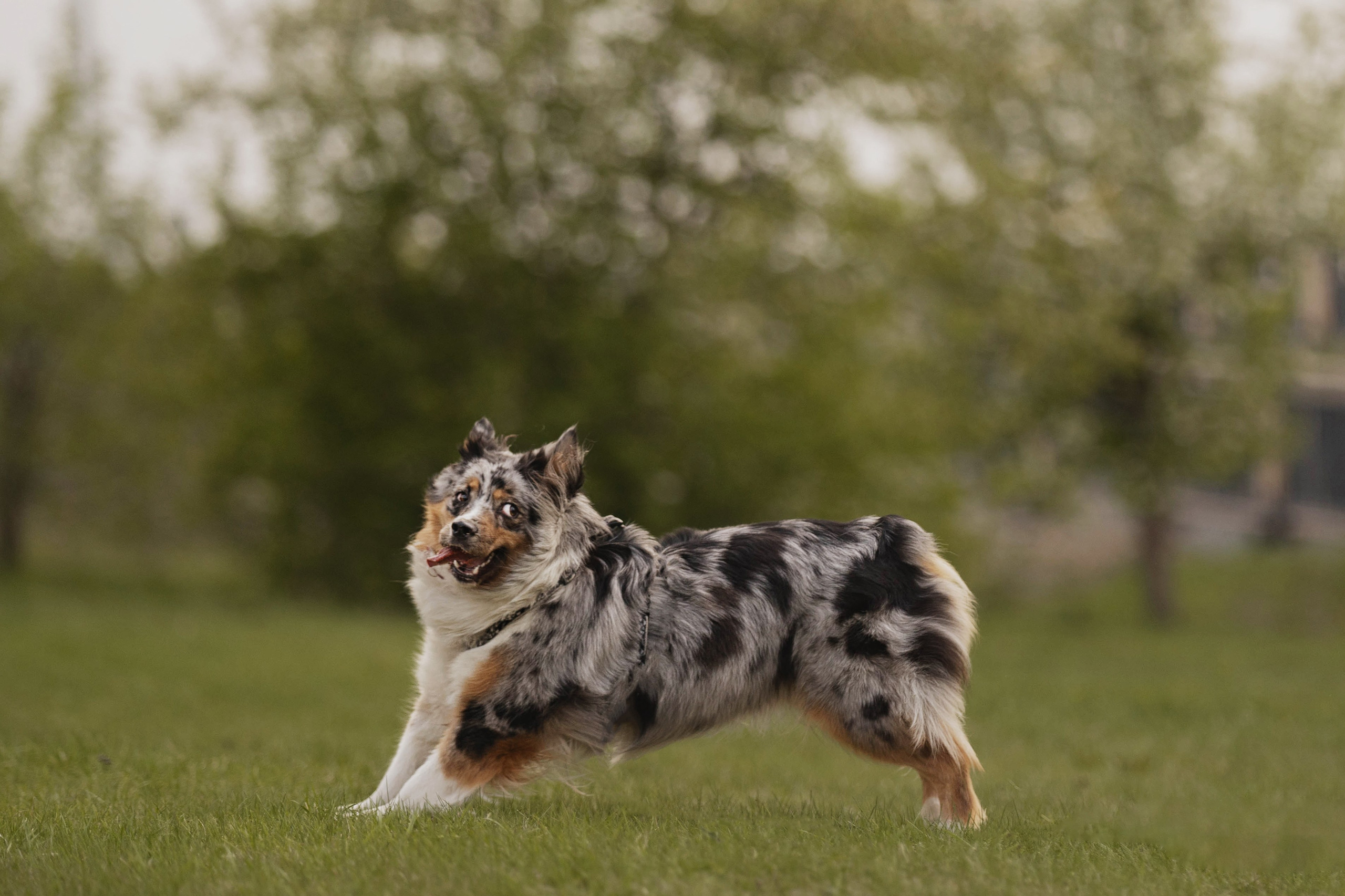 Николай и его девчонки. Kameramotor74