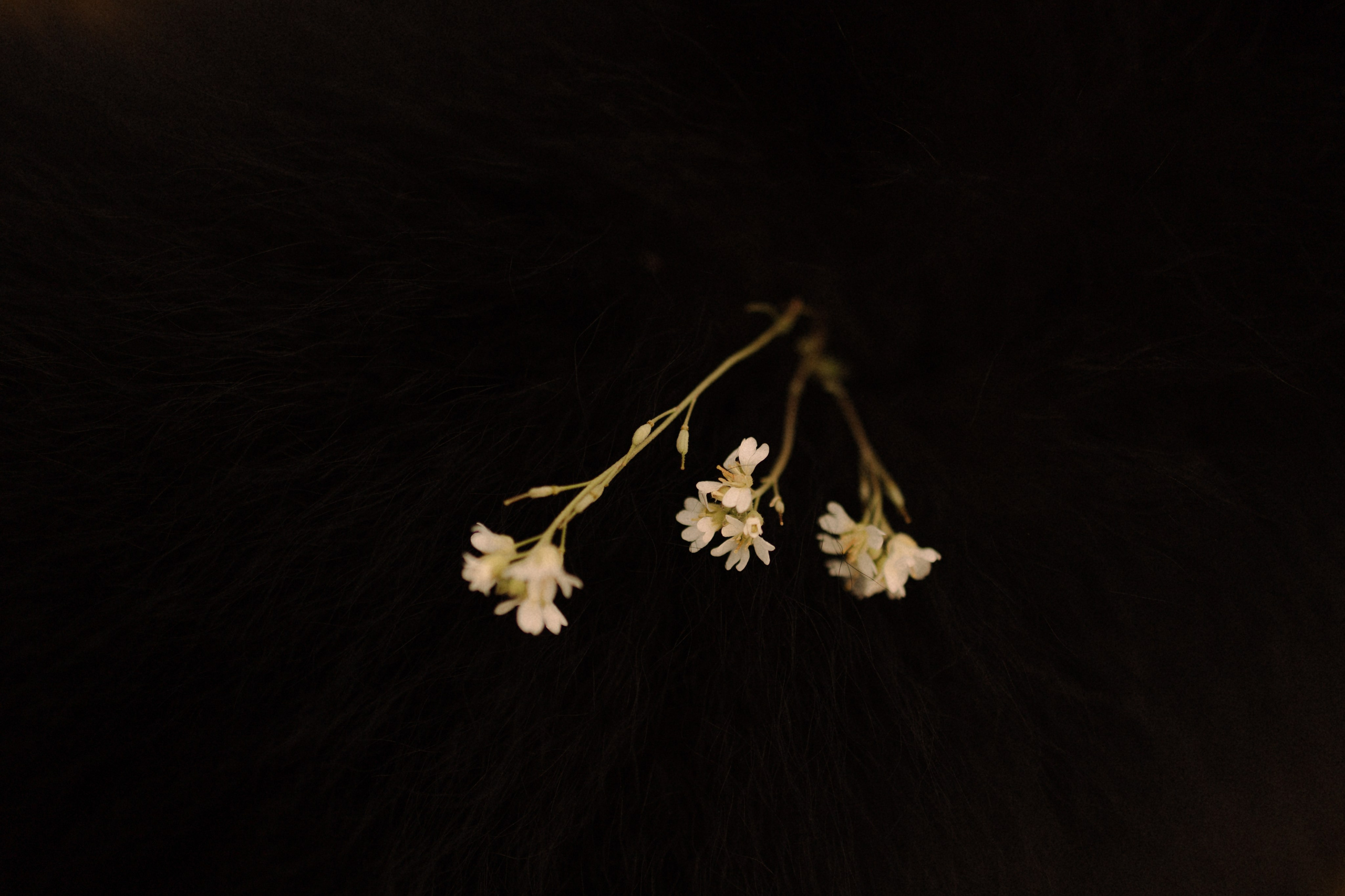 Лора и Джанго. Фотограф — Анималист | Санкт-Петербург