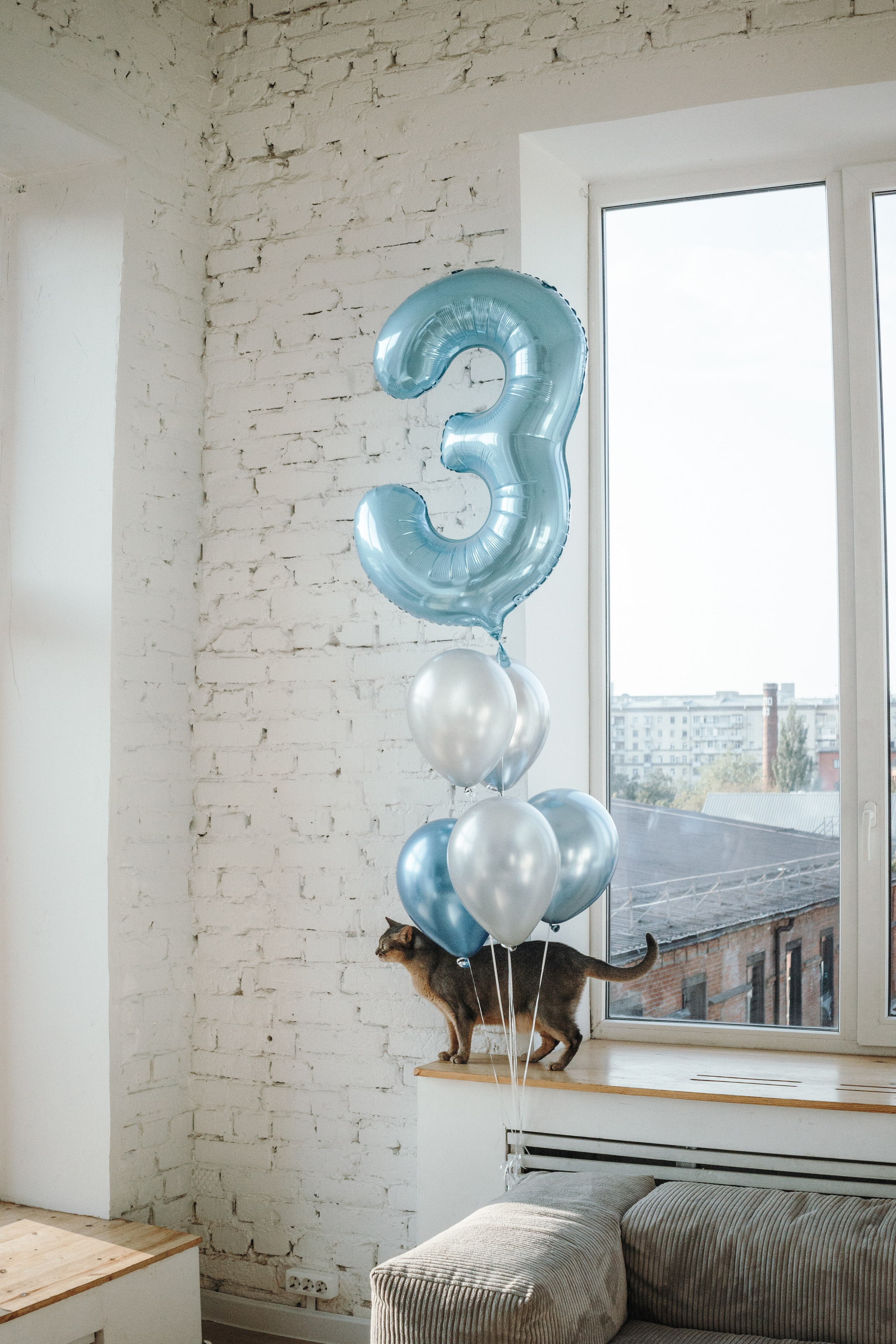 Циско и его семья. Фотограф — Анималист | Санкт-Петербург