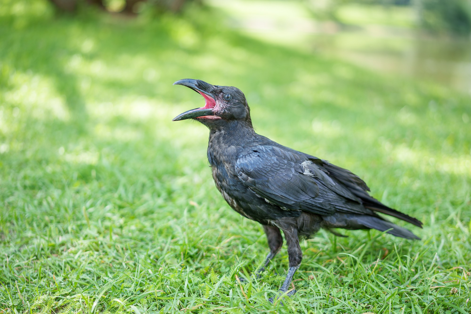 Удивительные мир птиц. Вокруг нас столько прекрасного — присмотритесь!. Ваш личный фотограф Марина Волкова