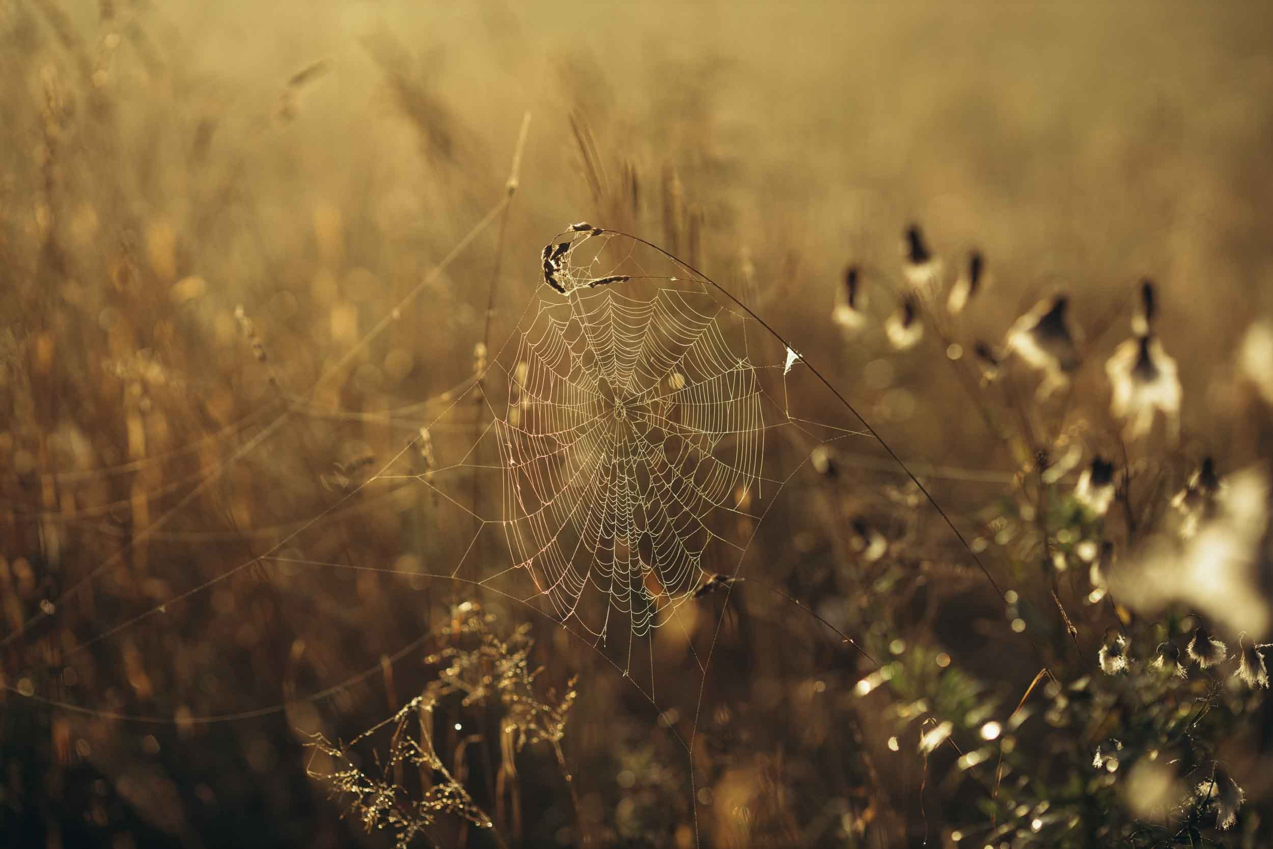 Природные пейзажи. Наталия Клевинскас портретный фотограф в Костроме