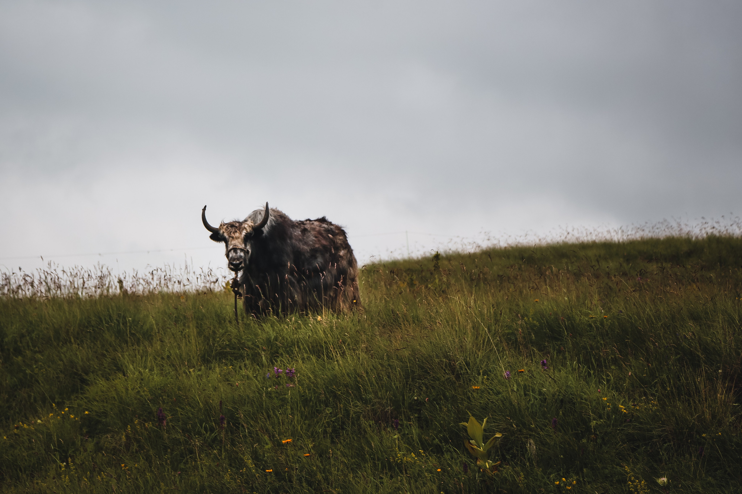 Кавказ: Беспощадный Бермамыт. Дарья Письменюк / Darya Leitstern — фотограф, музыкант, журналист, путешественник