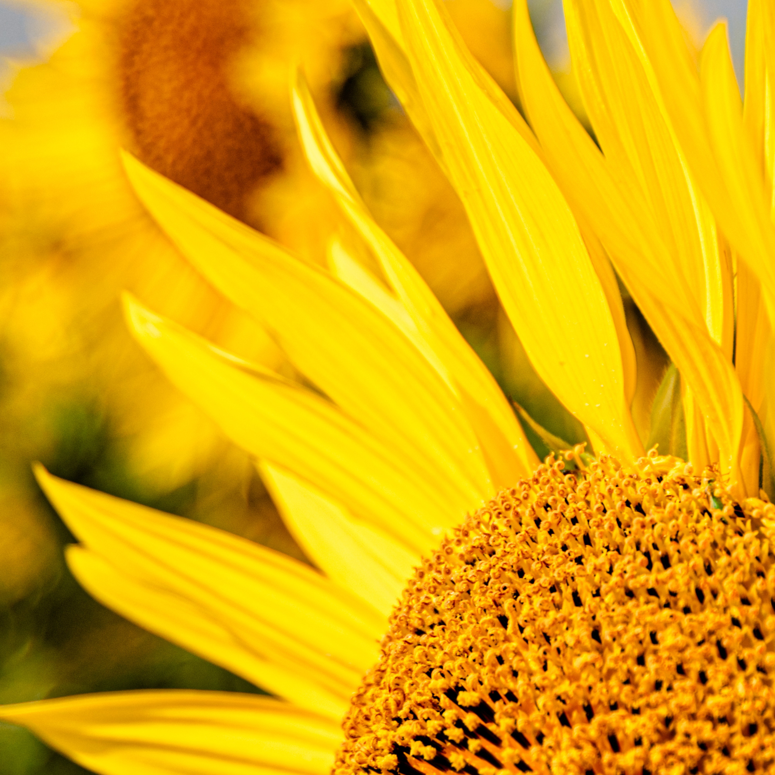 Природа Самарской области в кадре. Дикие степи, Жигулёвские горы и волжские просторы — авторские фотографии уникальных ландшафтов. Фотограф Самара — репортажная, свадебная, интерьерная съёмка от Ильи Петрова, профессионала своего дела