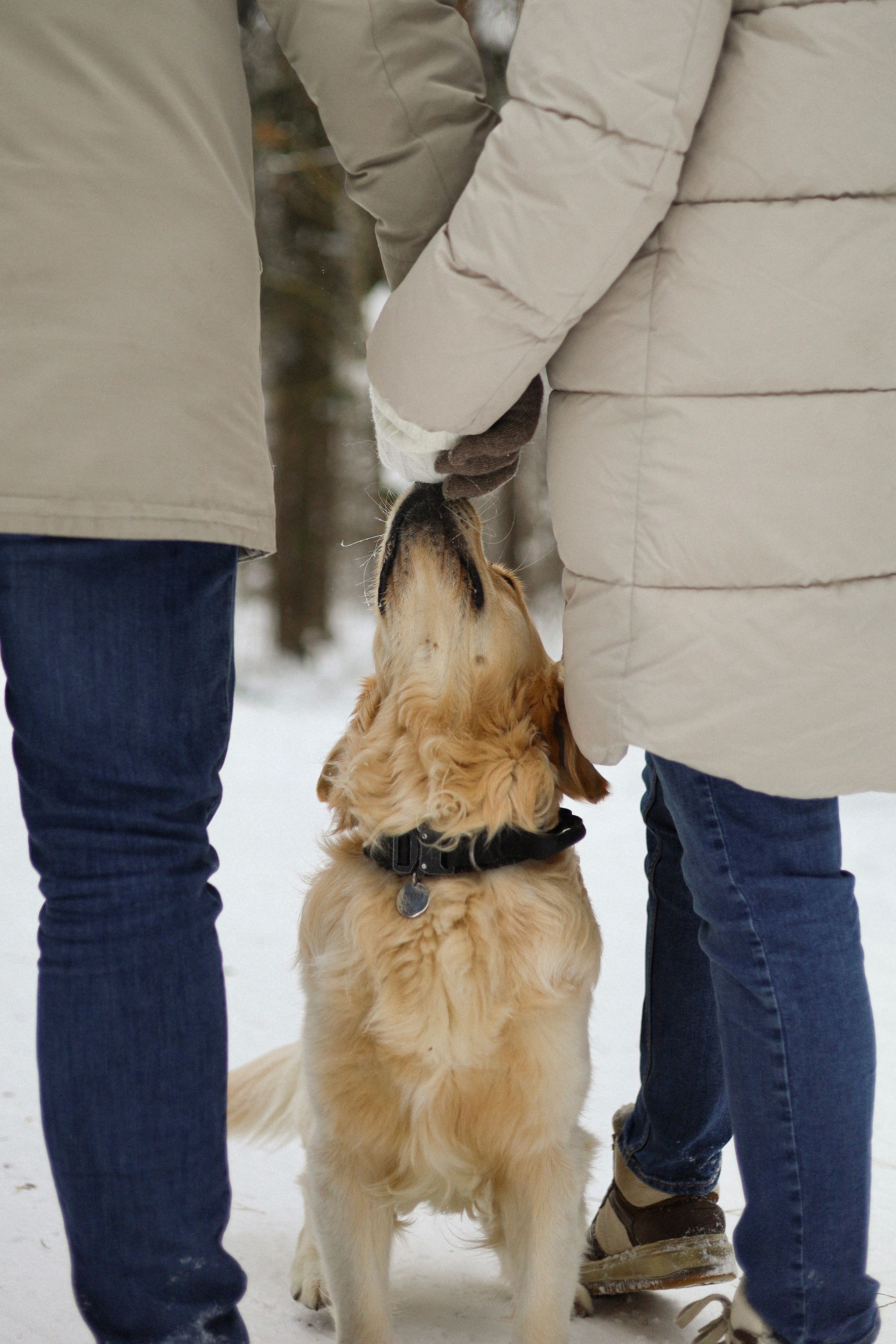 Стивен, Лена и Миша. Фотограф-анималист Ксения Шевцова|Москва