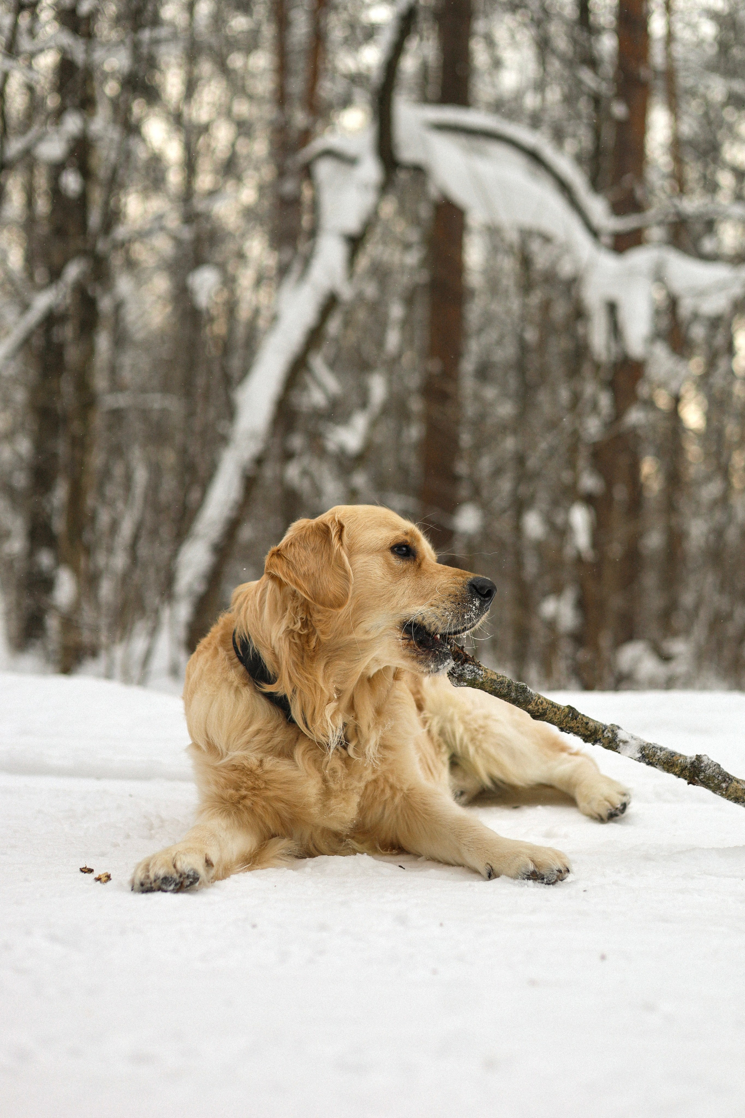 Стивен, Лена и Миша. Фотограф-анималист Ксения Шевцова|Москва