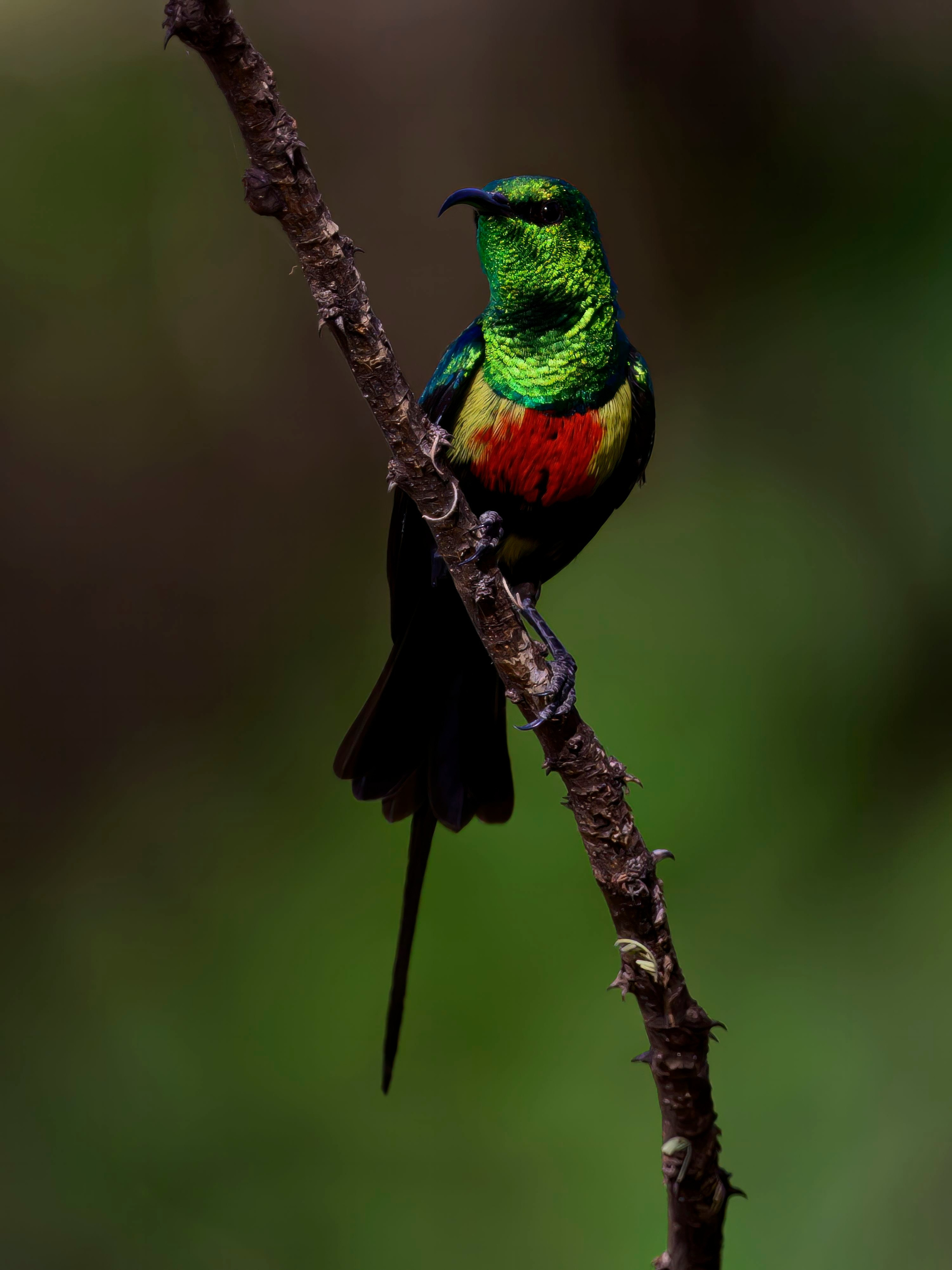 Кения. Wildlife photography by Sergey Puponin