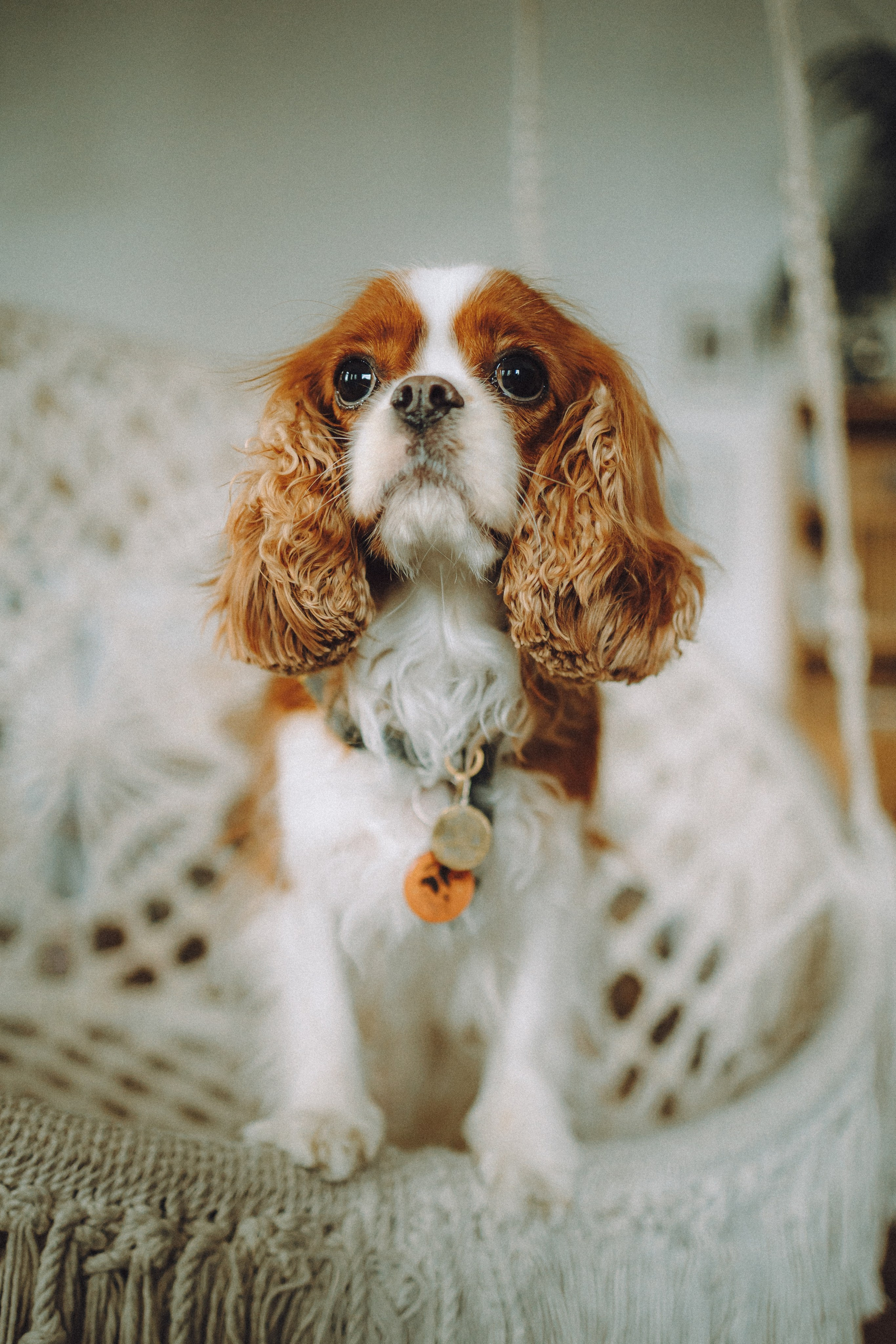 Валя, Вася, Аня и Ириска