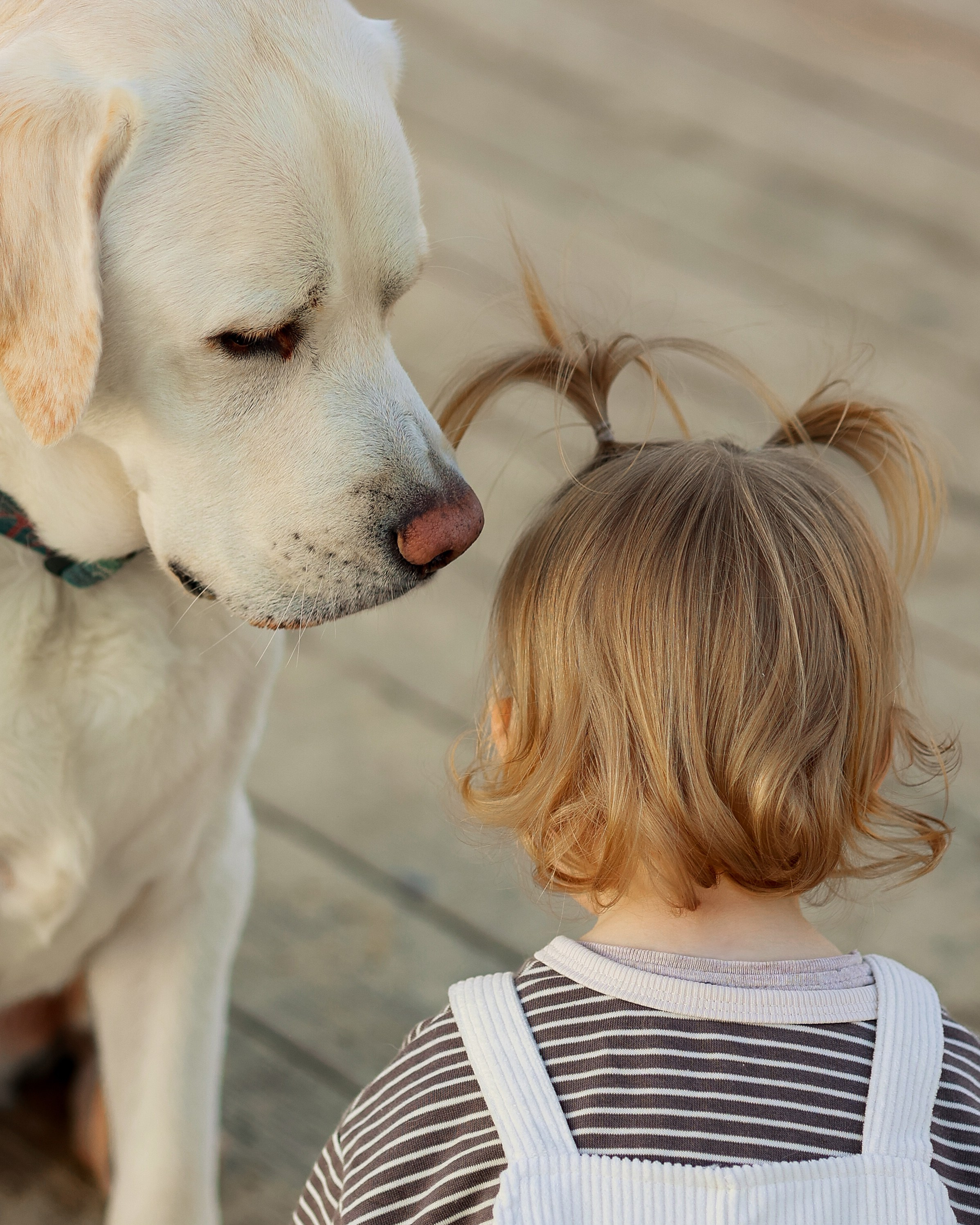 Дети и собаки. Фотограф Юлия Говор