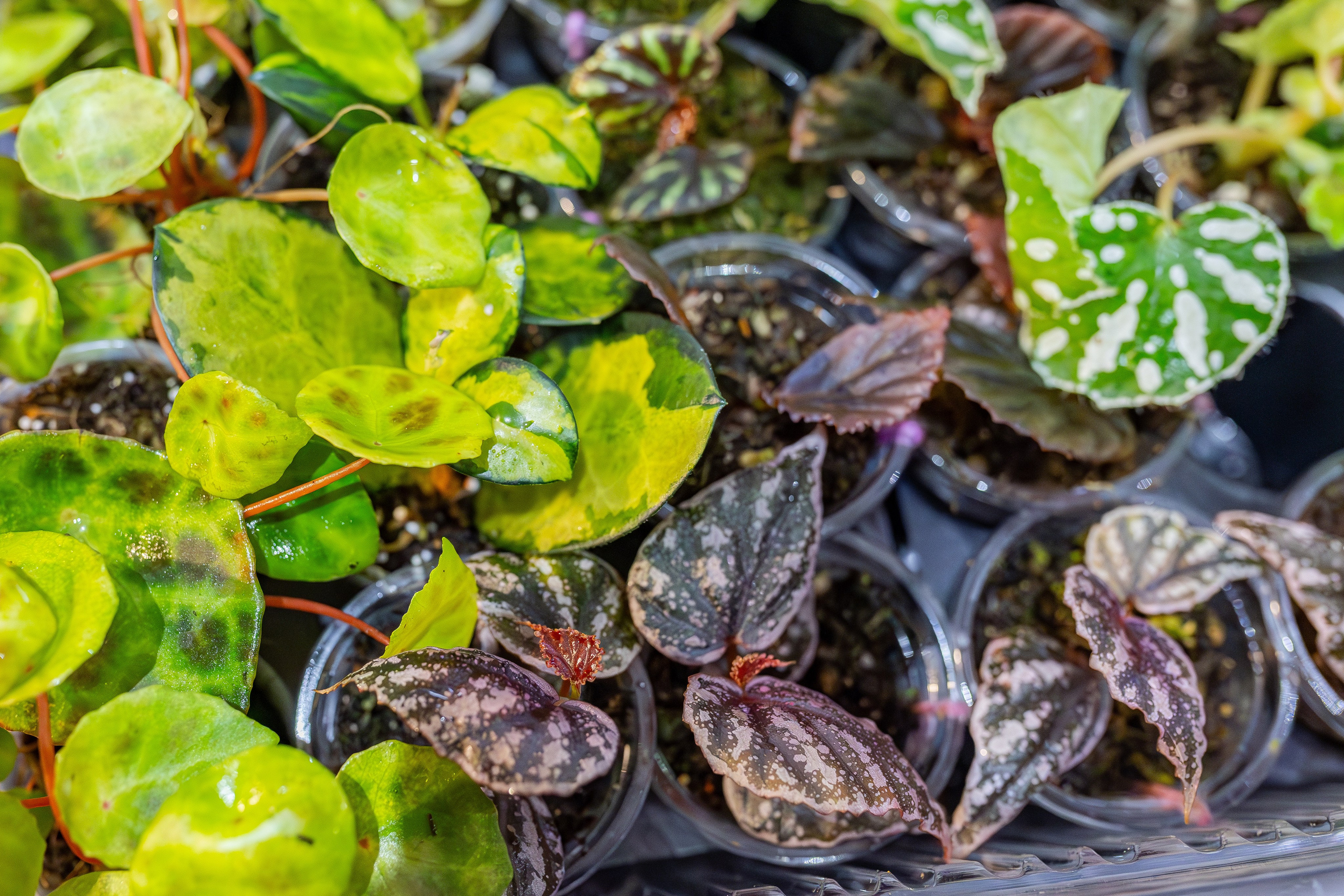 Монстериум апрель 2026. Александра Куликова фотограф, Москва